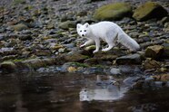 Arctic Fox Summer Pups Arctic Fox Summer Pups
