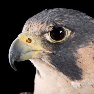 Peregrine Falcon Beak Shape