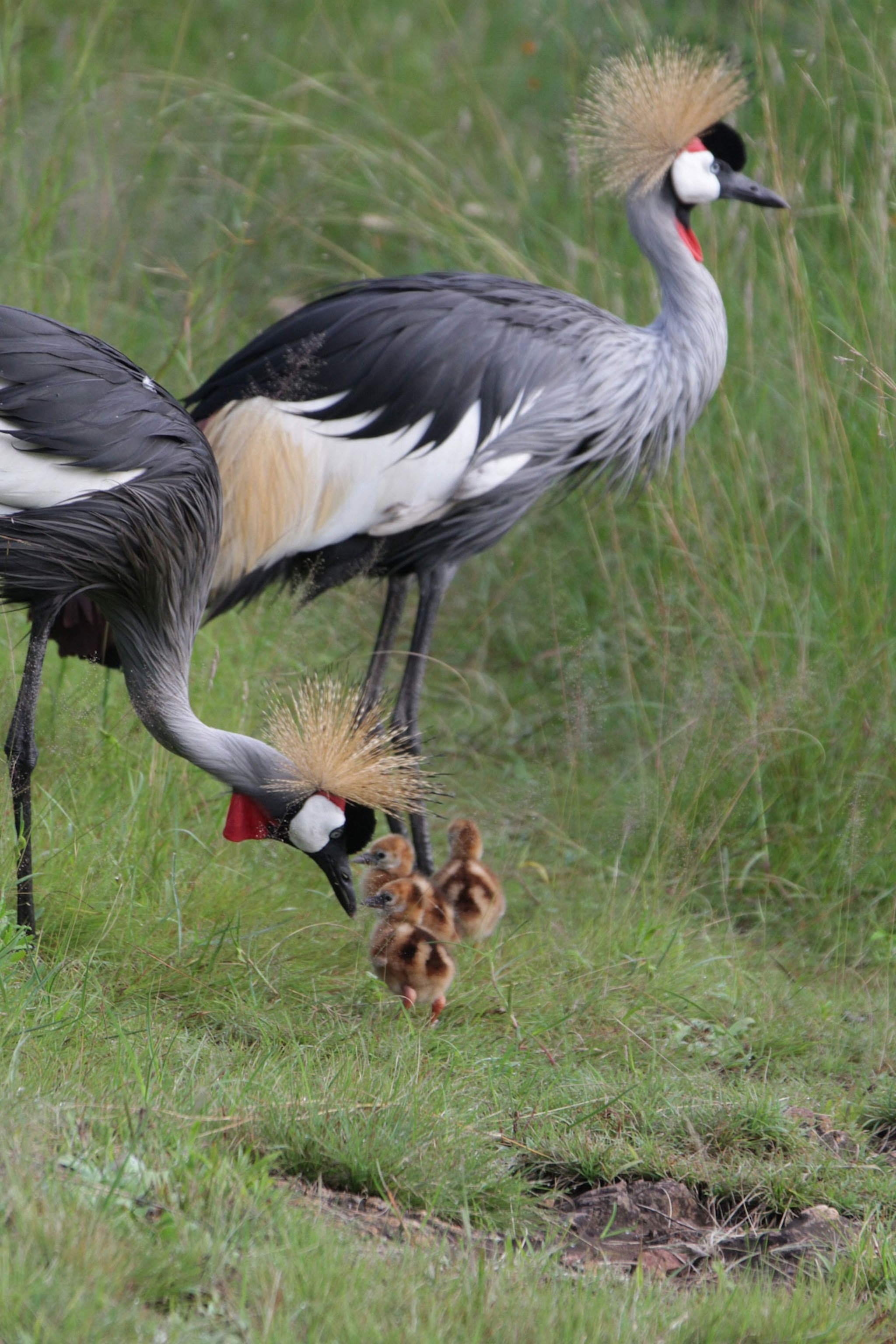 crane