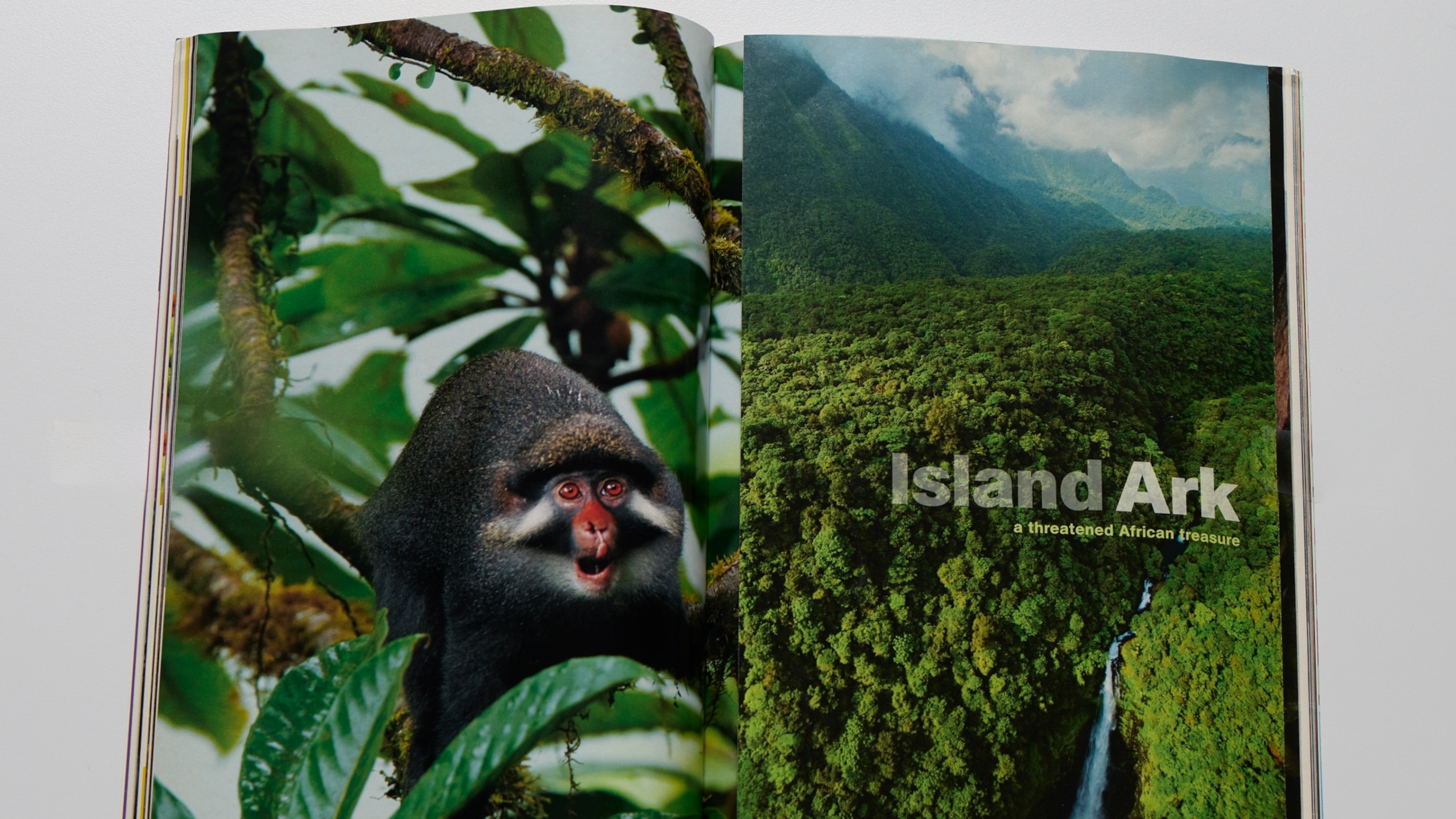 The island where rare primates are vanishing