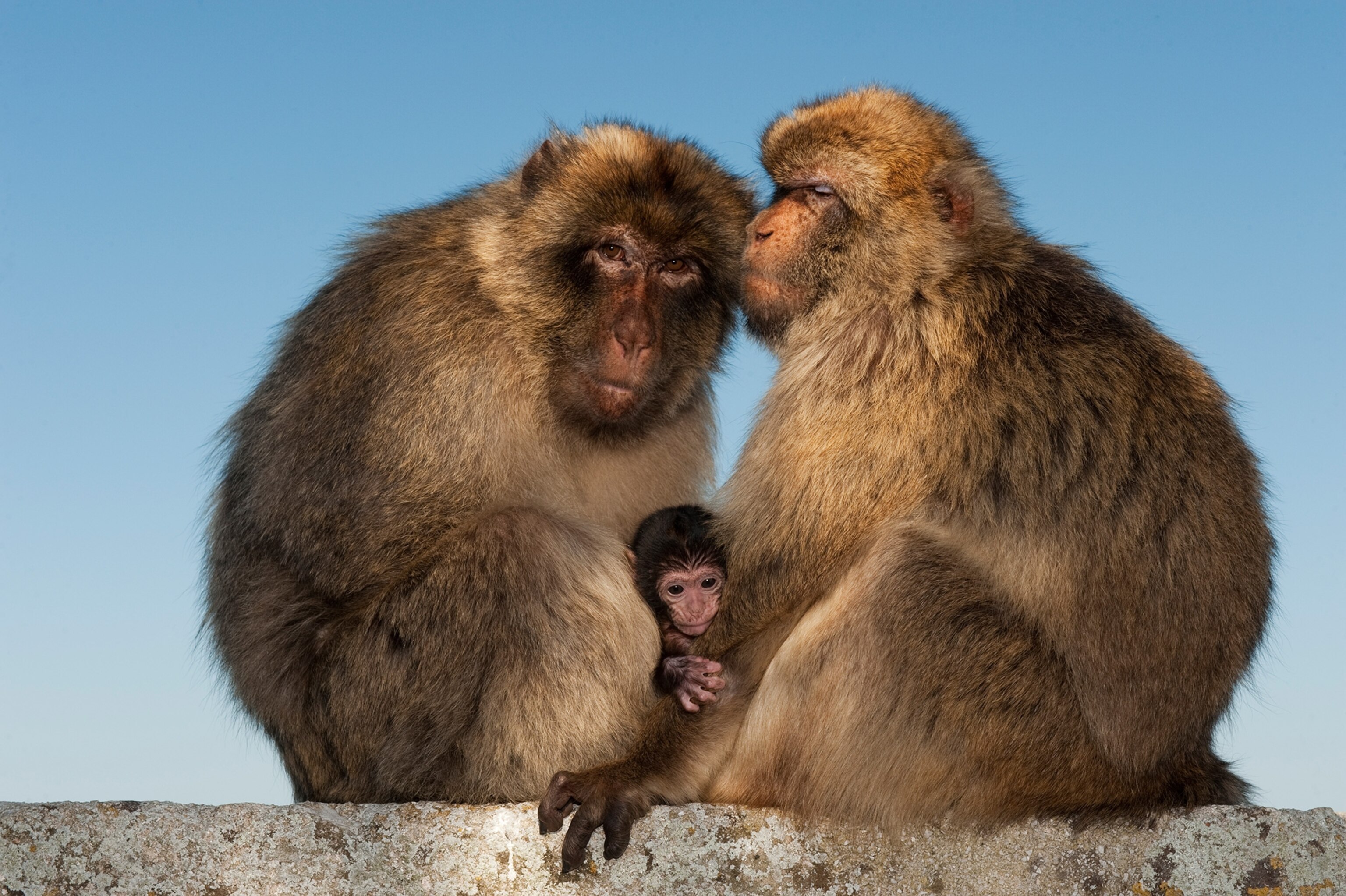 three Macaques