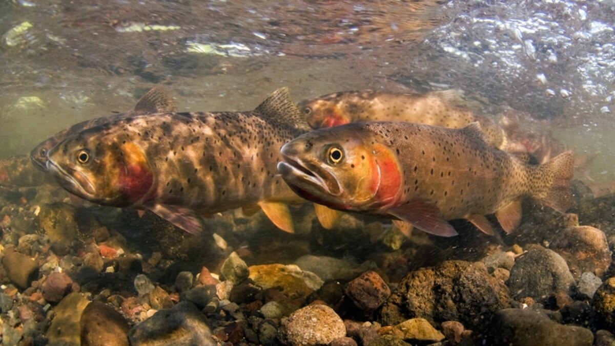 Pictures Trout vs. Trout in Yellowstone Lake National Geographic