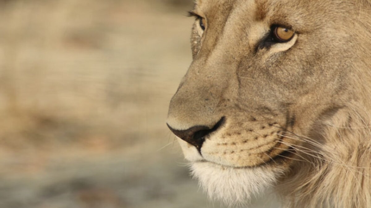 LionTrackers Get Sight Beyond Sight with LaserPlane