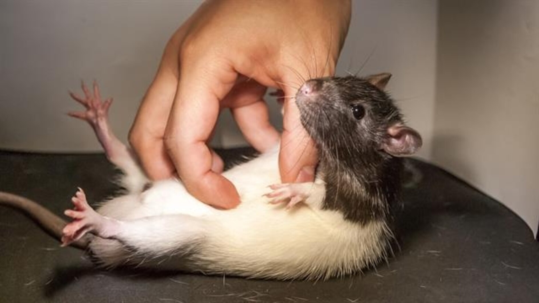 Watch What Happens When Scientists Tickle a Rat