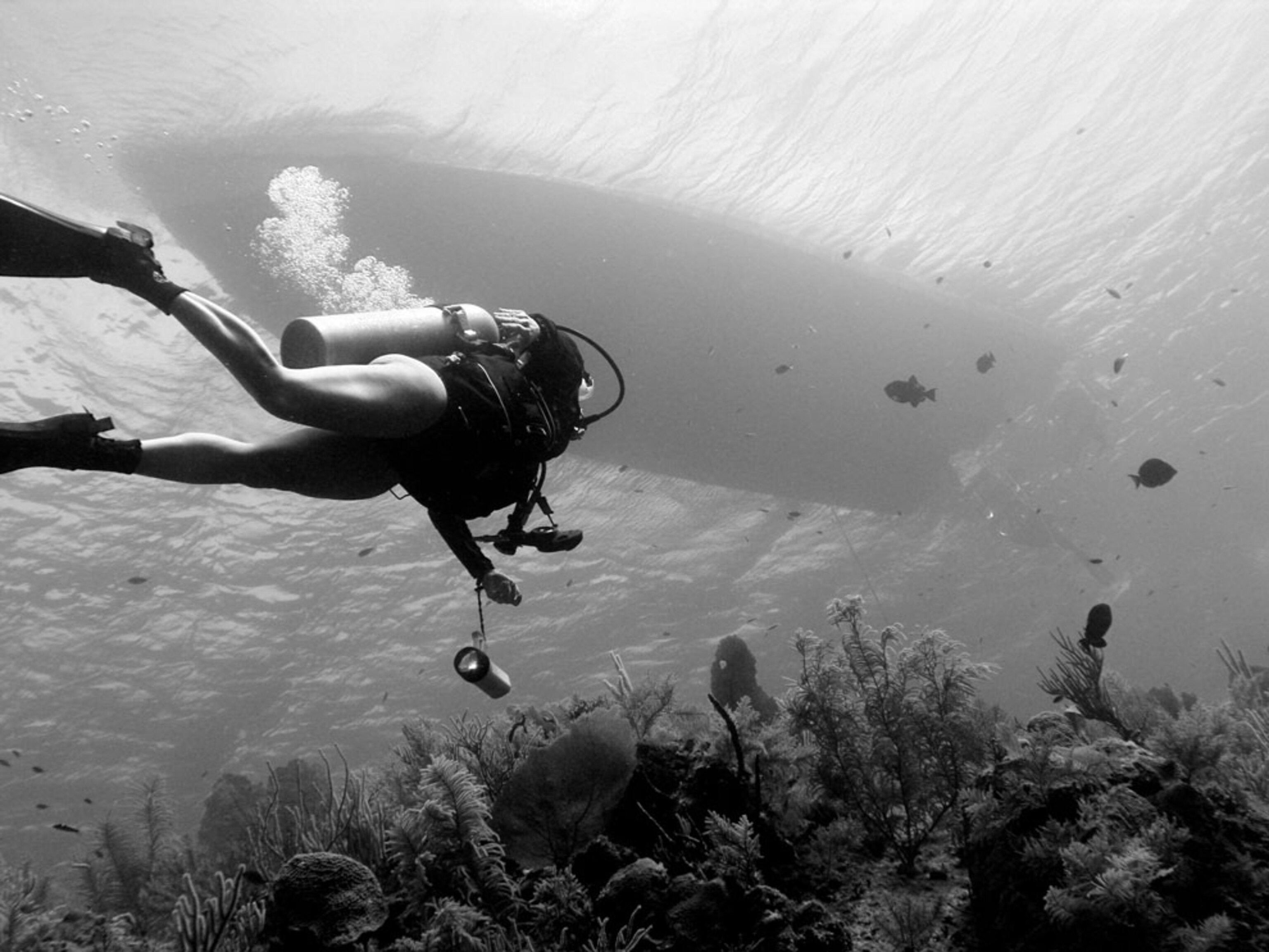 A scuba diver ascends toward a dive boat amongst fish and corals in Little Cayman