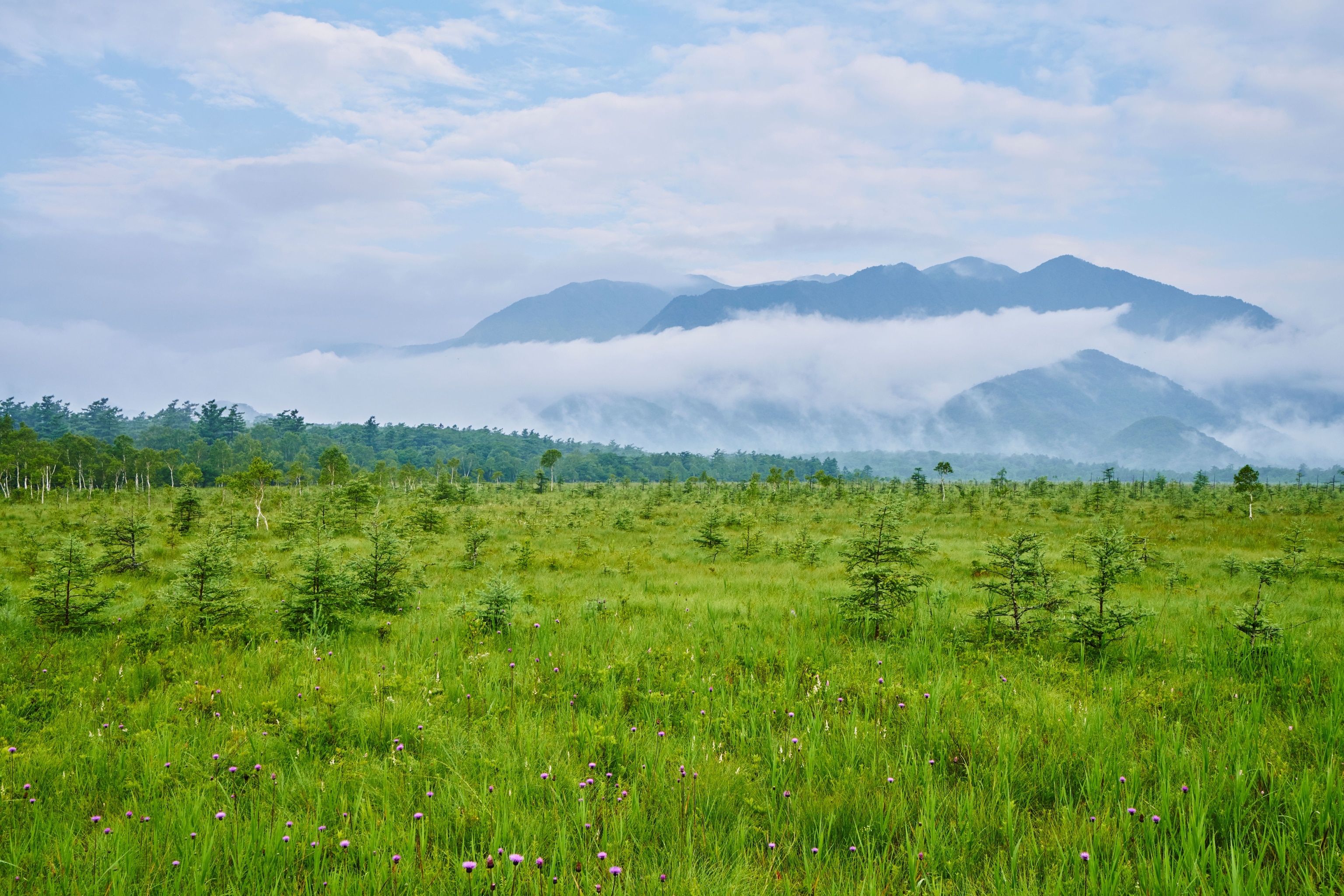 Image of Senjogahara marshland near Lake Chuzenji, Japan