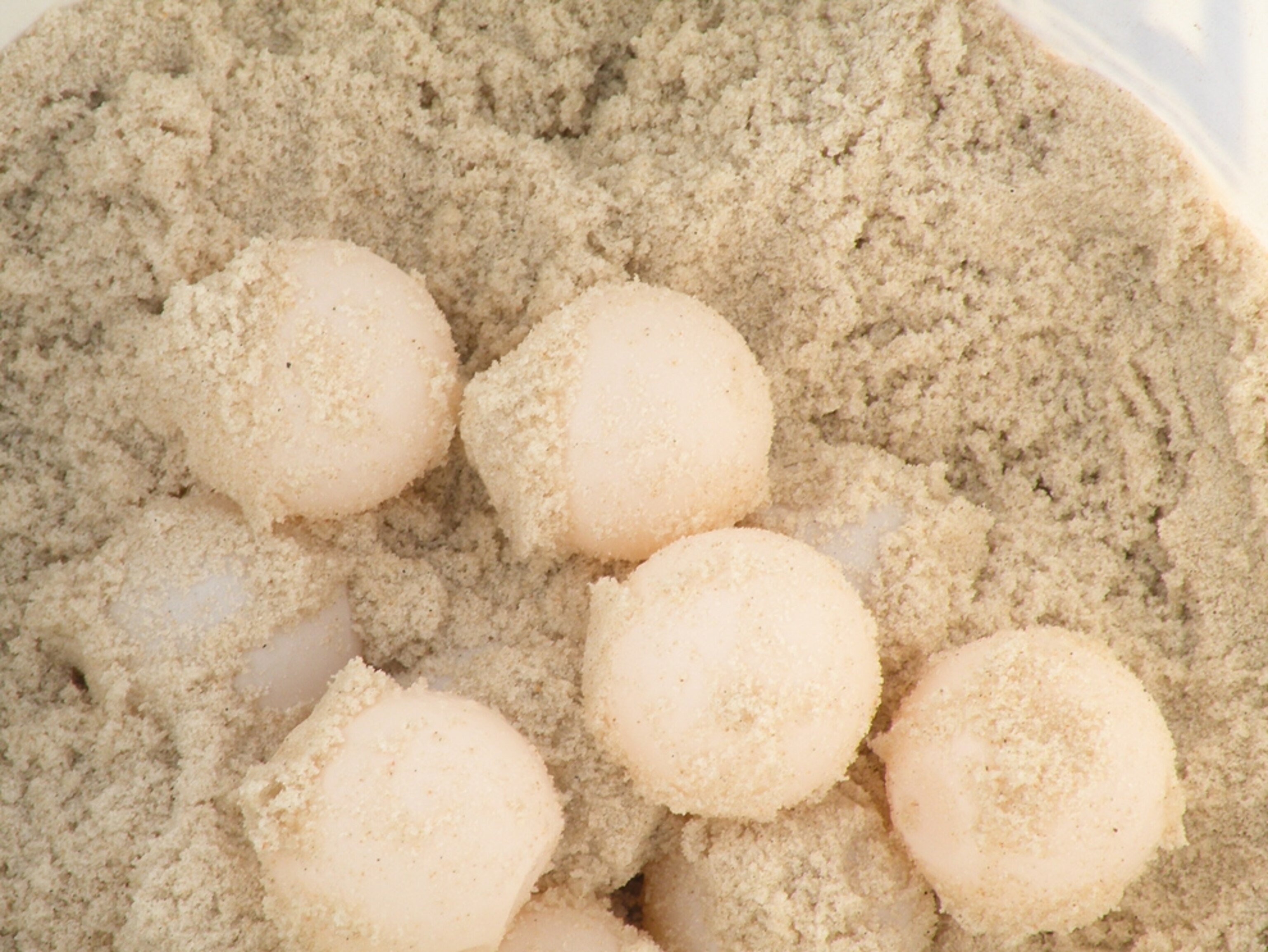 A picture of eggs that are being relocated to Florida