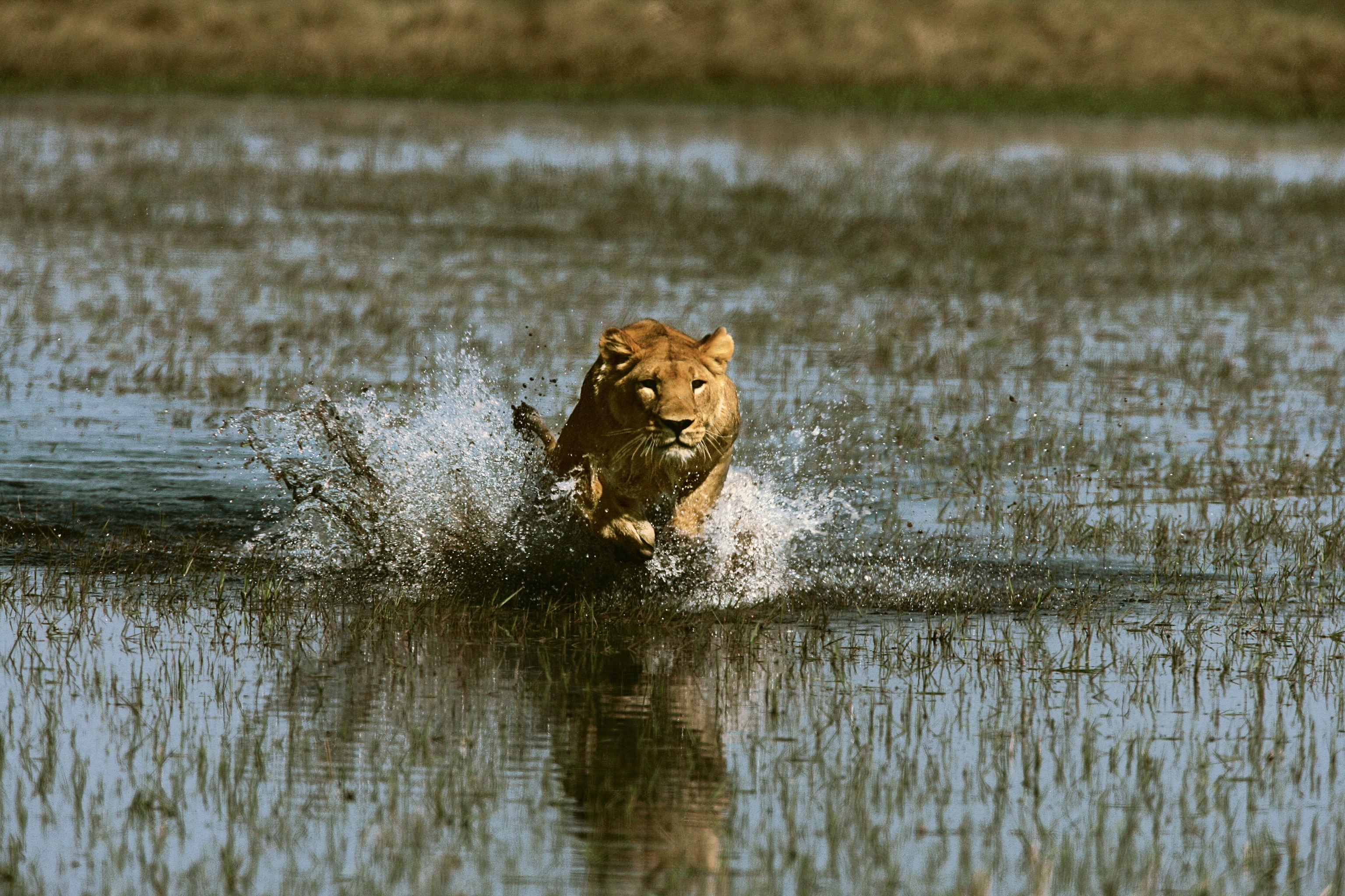 A lioness runs through water