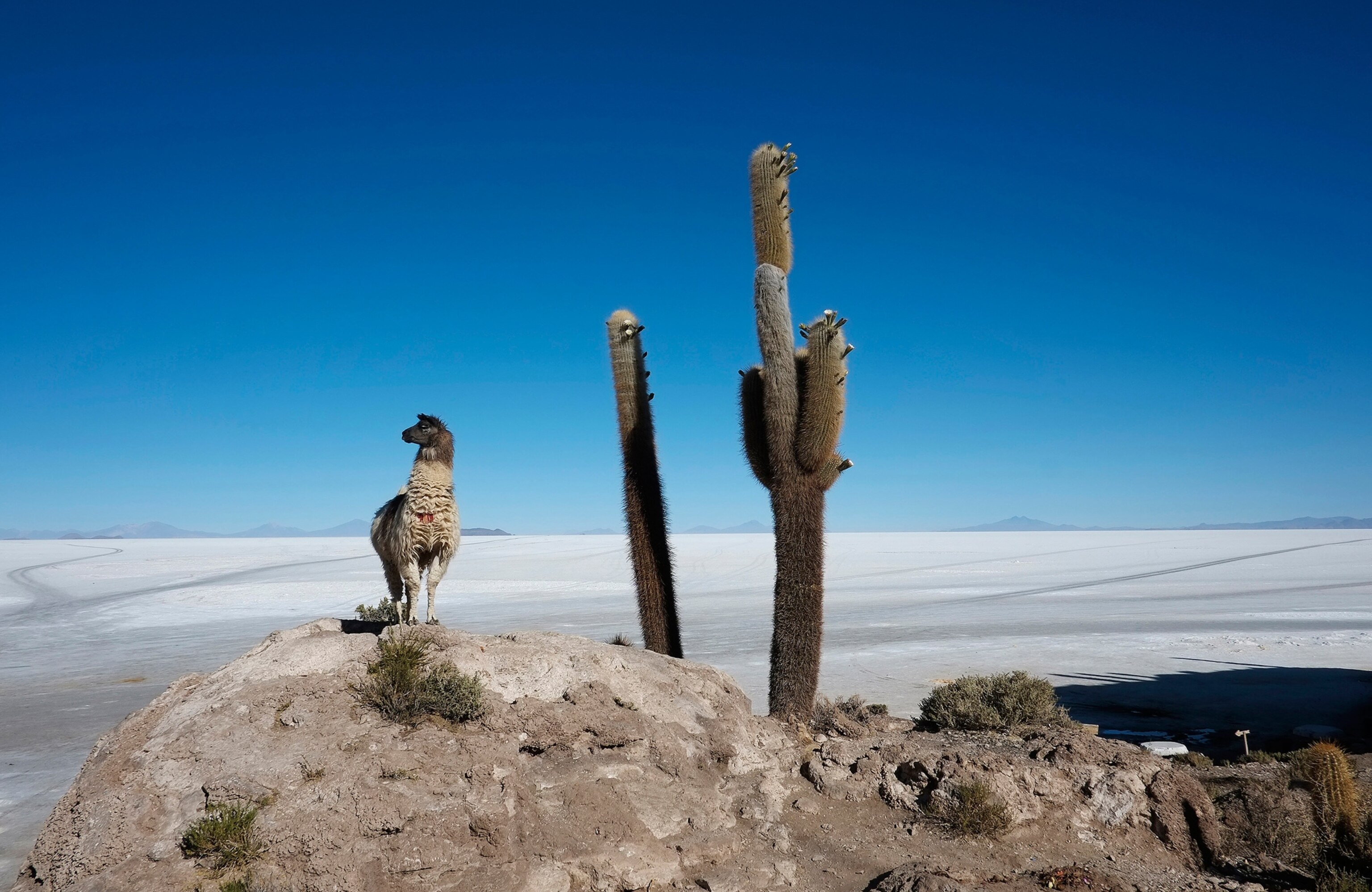A picture of a llama and a cactus in the Uyuni salt lake in Bolivia