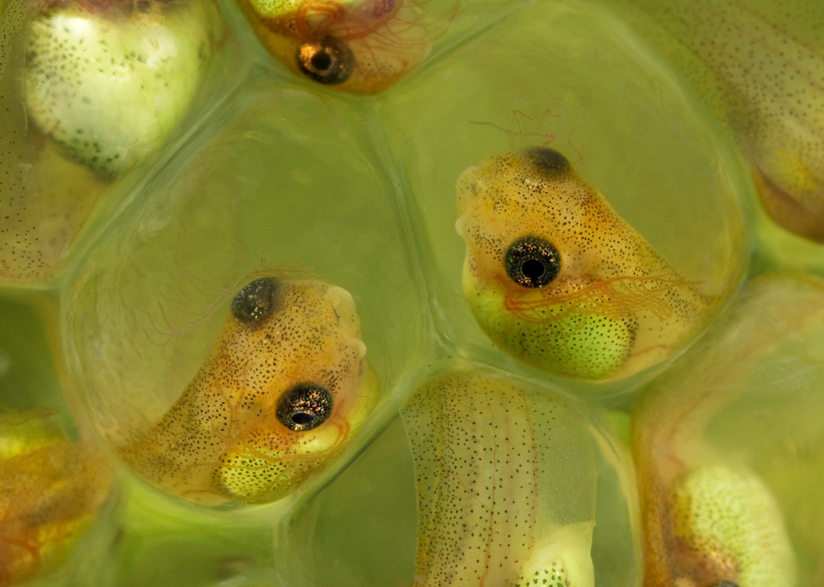 Baby Frogs Have a SuperSpeedy Way to Escape Snakes