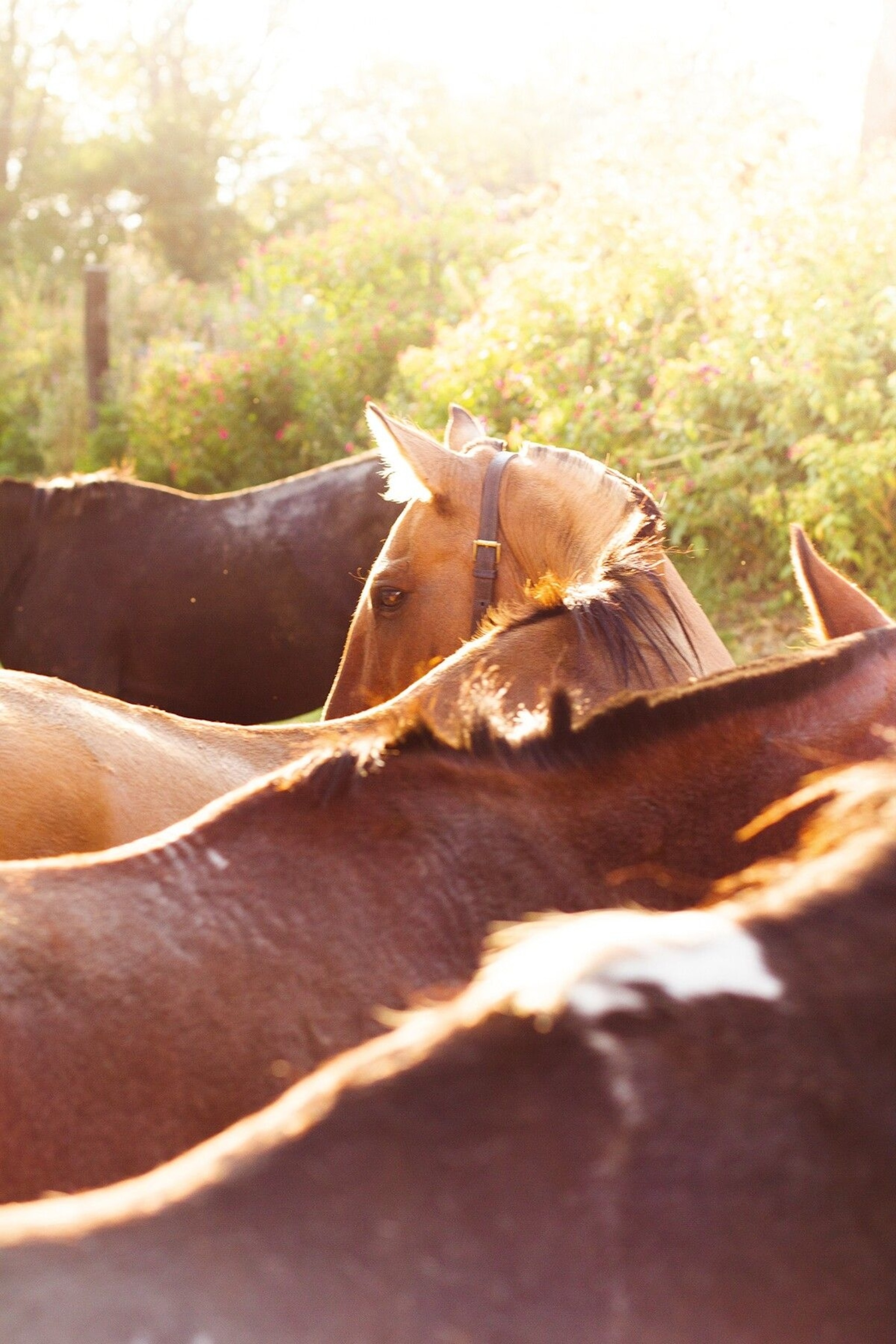 Hardy and intelligent, criollo horses have remarkable endurance. They can survive extreme temperatures and live off scarce food and water resources. But this breed, of Spanish descent, comes into its own when working cattle. Cutting into herds and facing off against bulls, they’re quick on their hooves and brave, the perfect match for the daring gaucho.