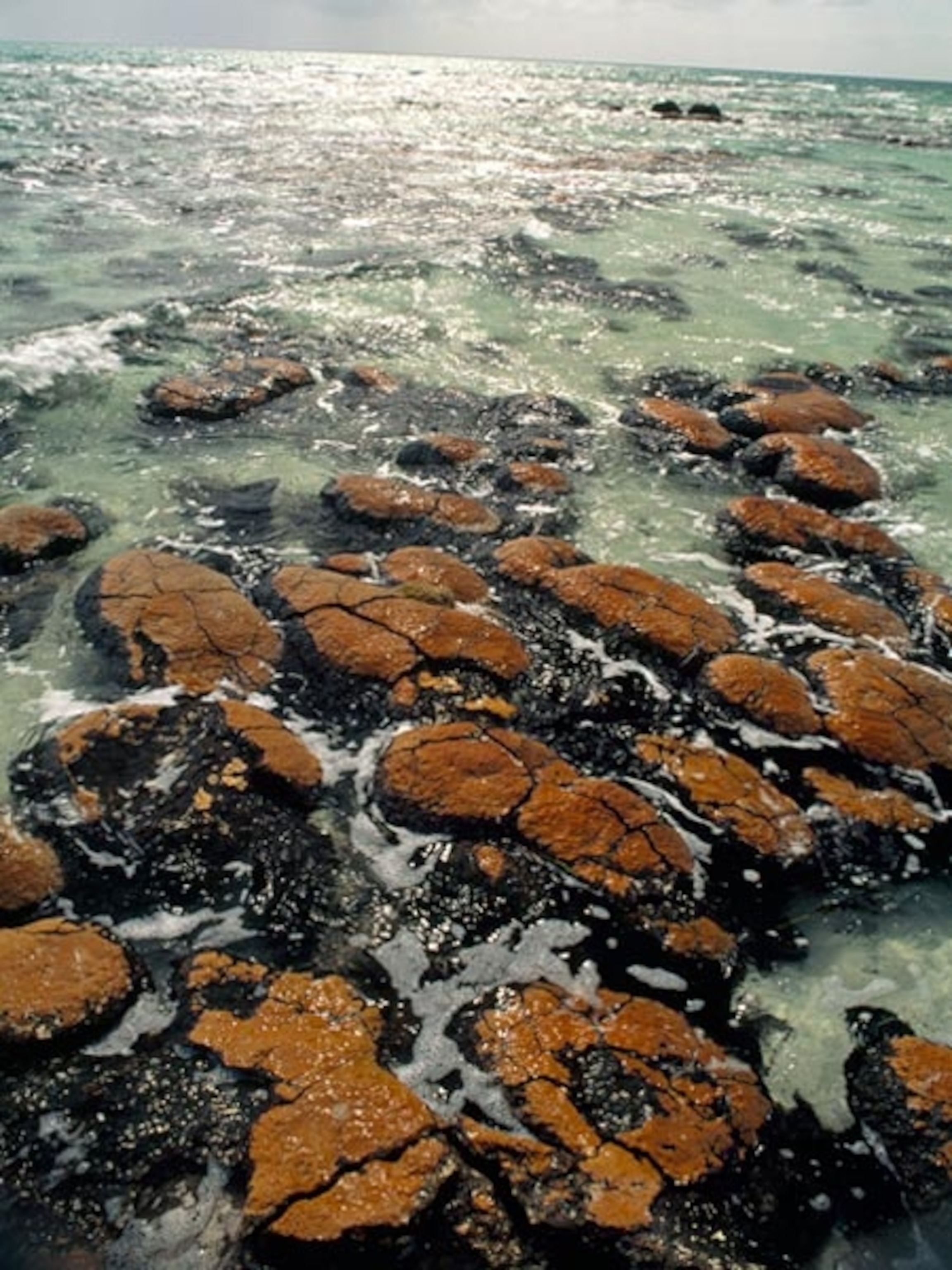 Ancient stromatolite reefs still flourish in high-saline Shark Bay