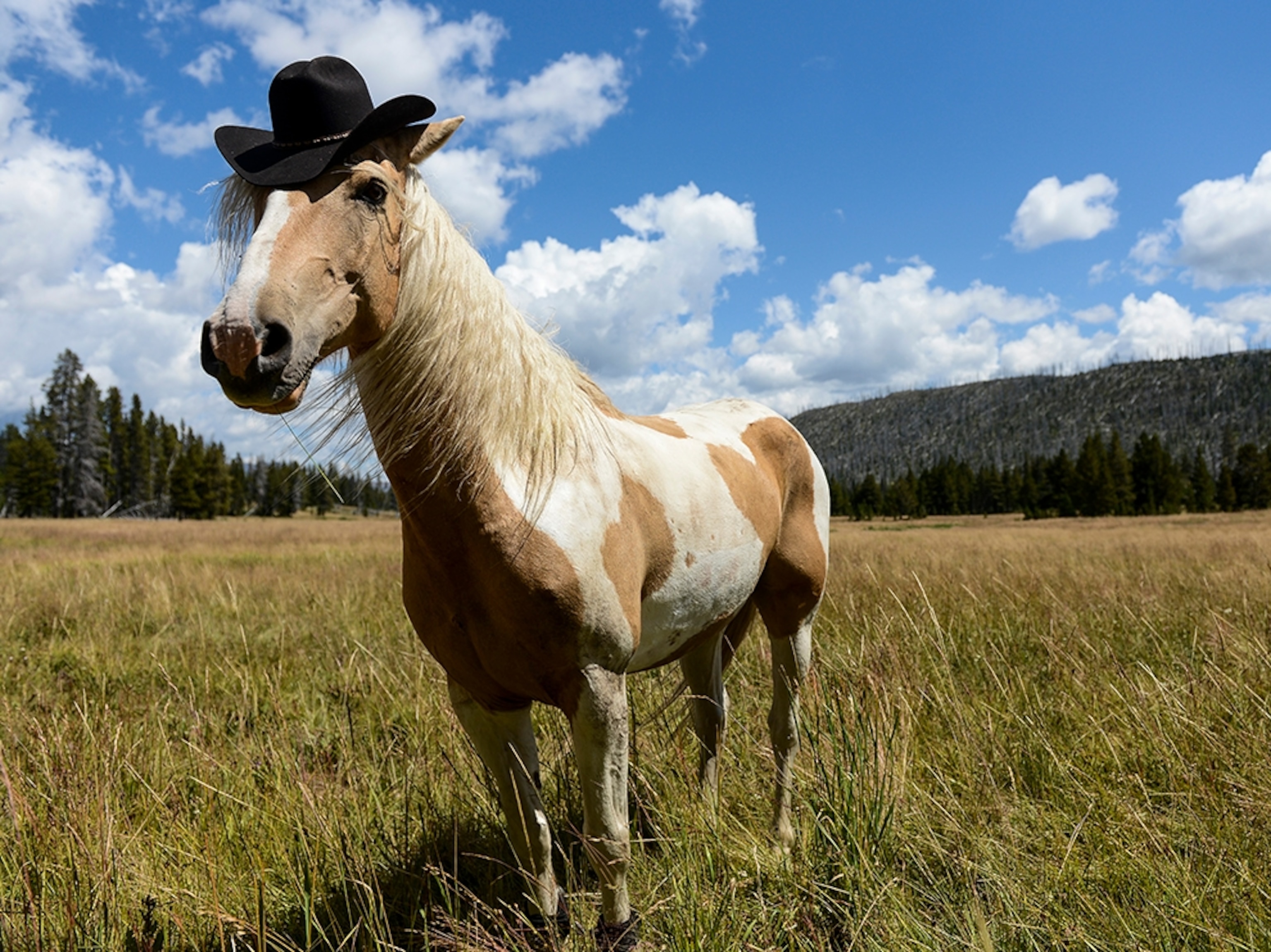 a horse wearing a cowboy hat.