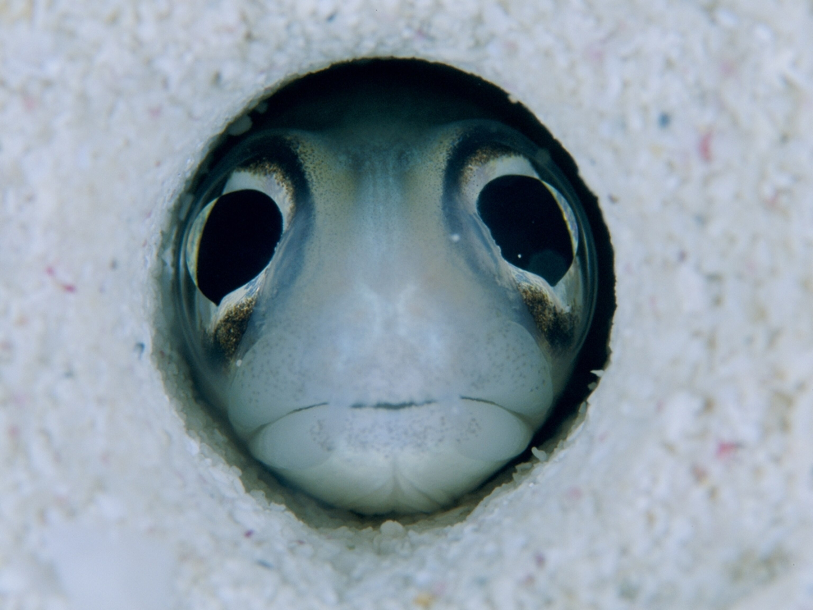 Underwater Creature Pictures, Underwater Creature Photos, Photo Gallery ...