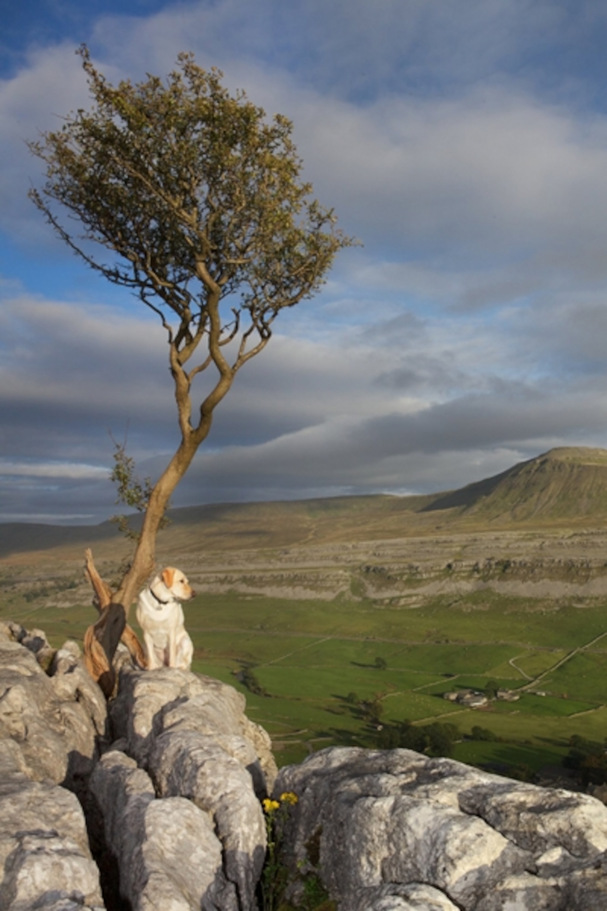 A dog sits next to a tree above a valley