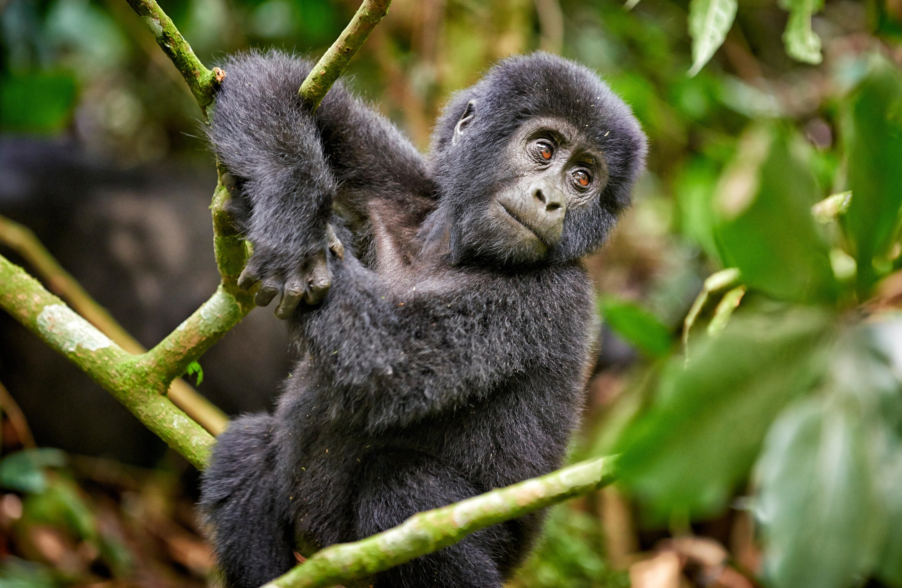 a juvenile mountain gorilla at Bwindi Impenetrable National Park, Uganda, Africa