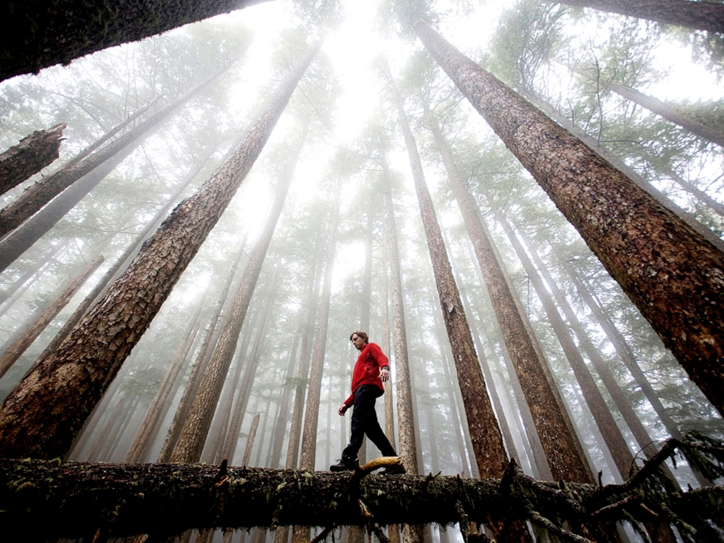 A hiker walks across a fallen tree in Olympic National Park, Washington