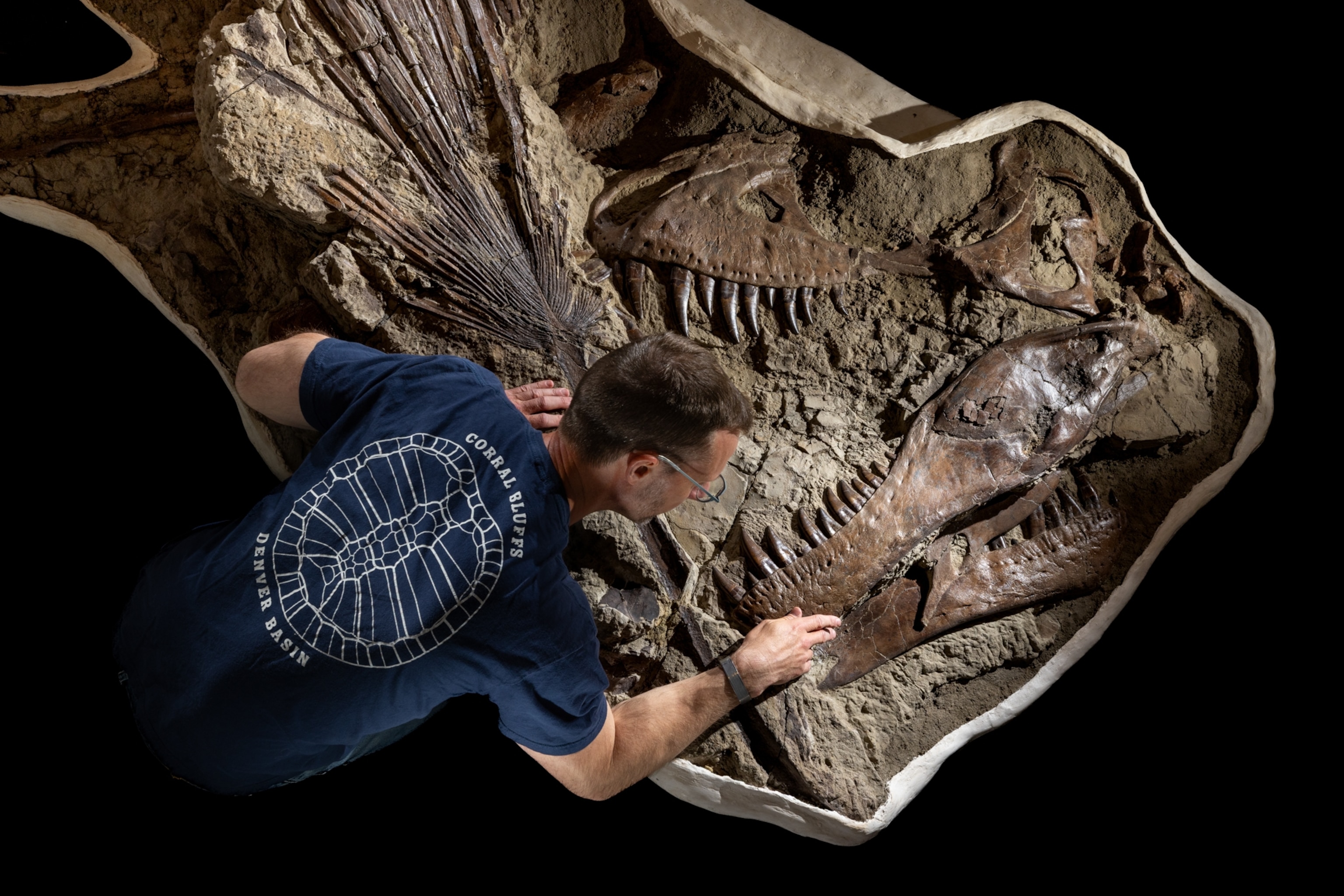 Paleontologist examines an enormous fossilized dinosaur skull and skeleton, highlighting its teeth and scale against a dark background.