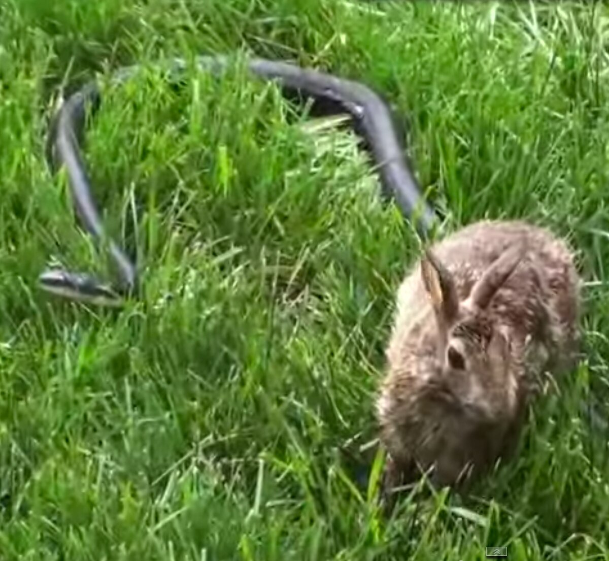 Watch Mother Rabbit Viciously Attacks Snake—Find Out Why