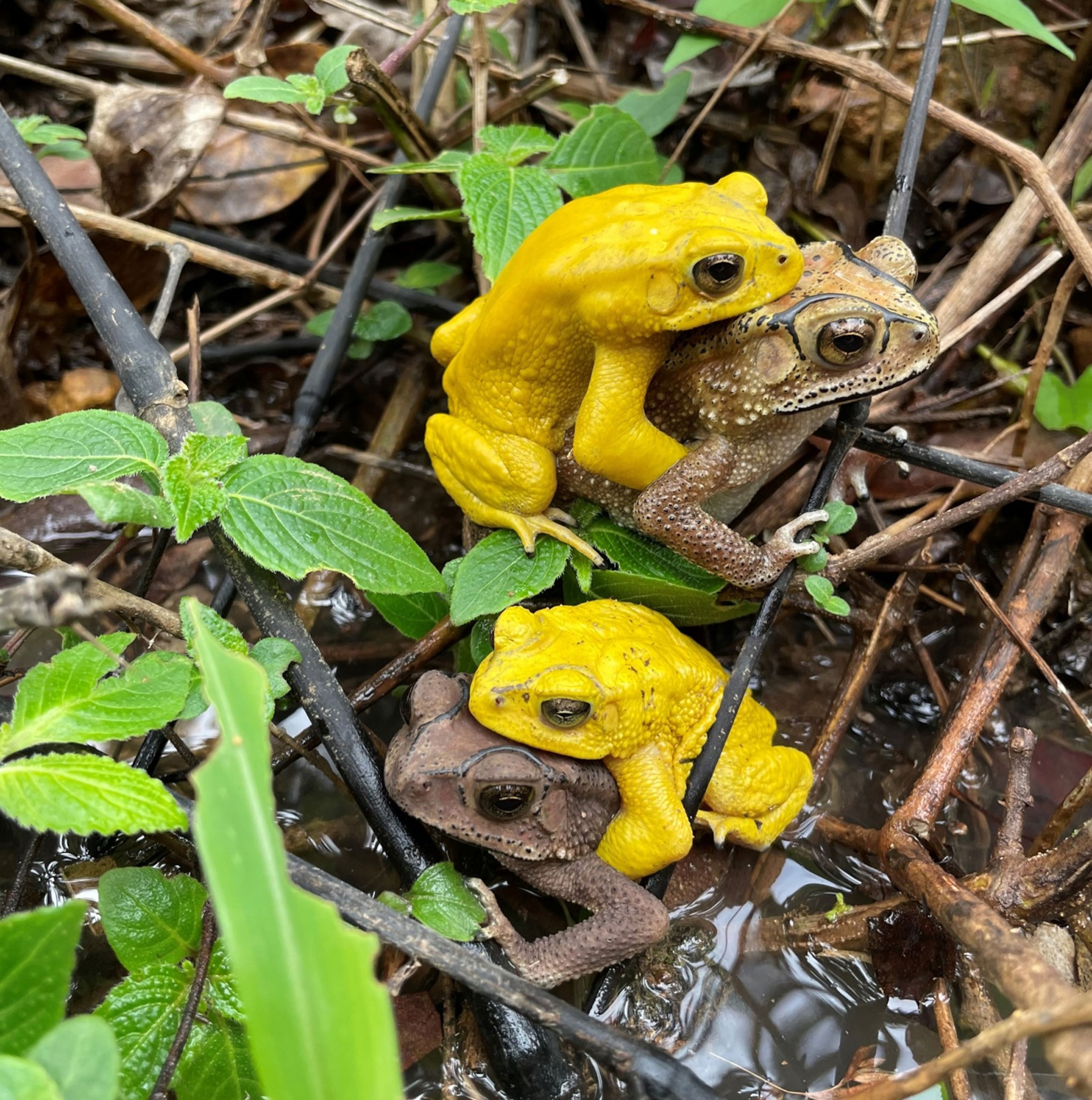 Two amplexus couples mating. The females are brown and the males are yellow.