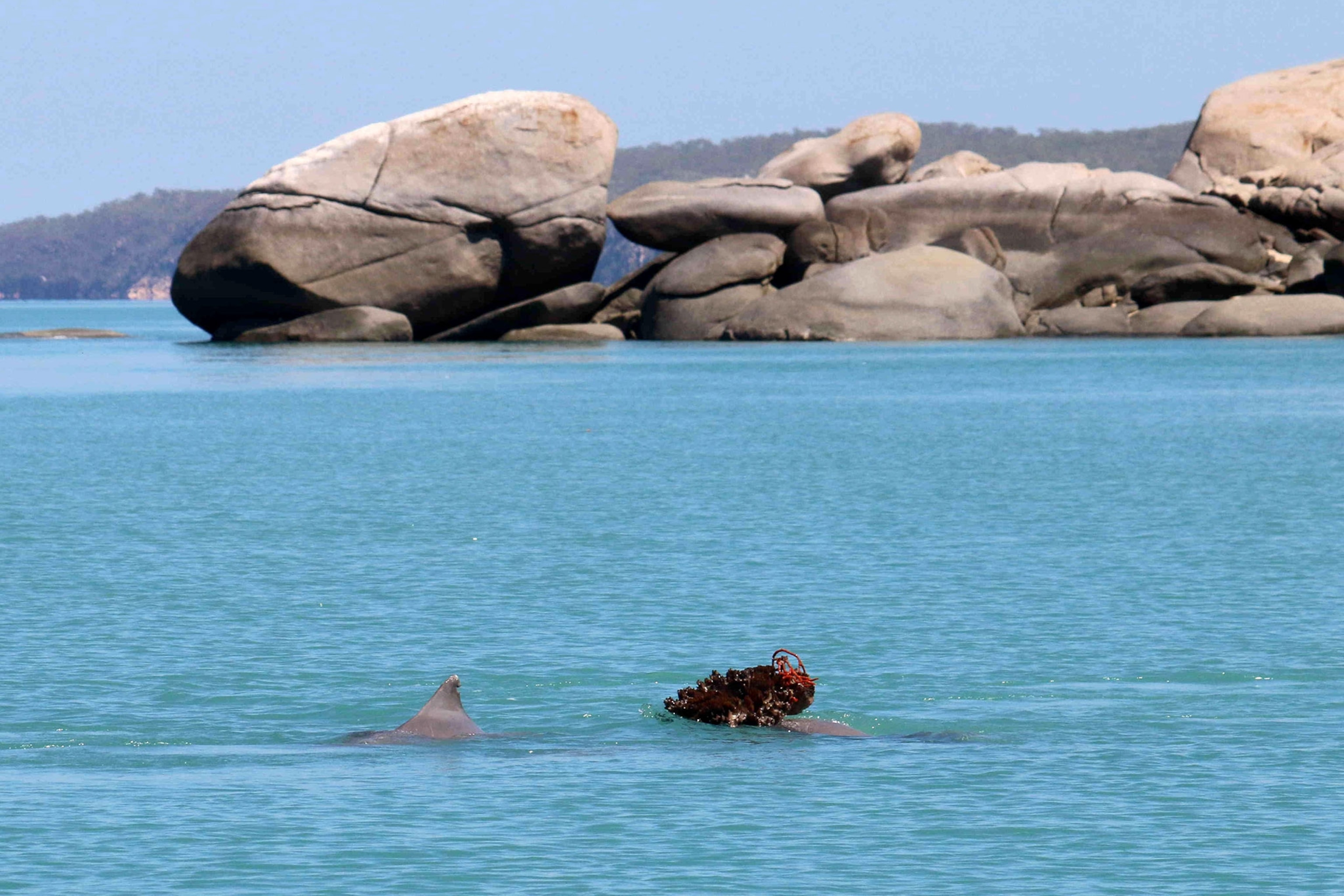 a humpback dolphin