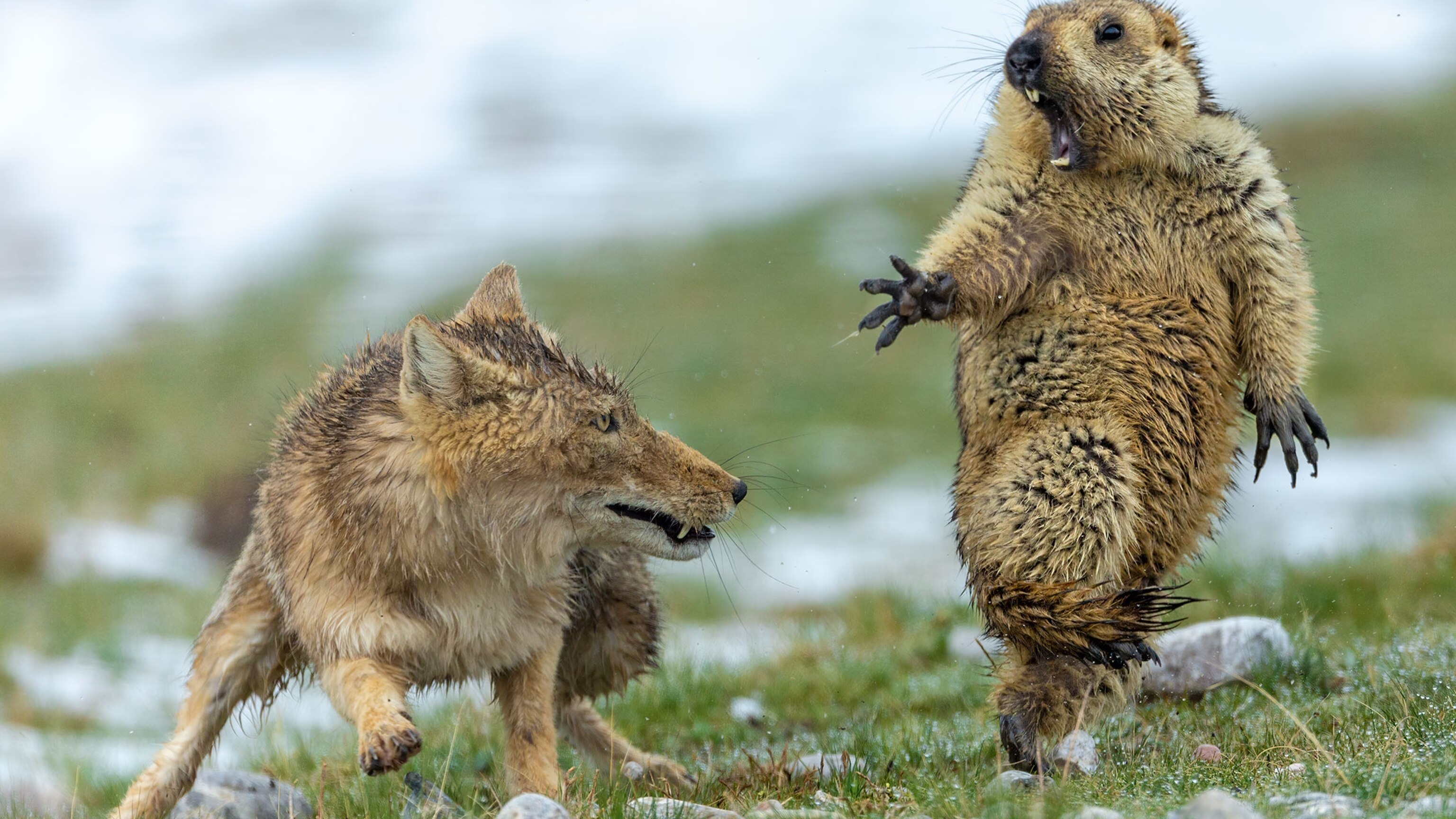 See the winners of Wildlife Photographer of the Year 2019