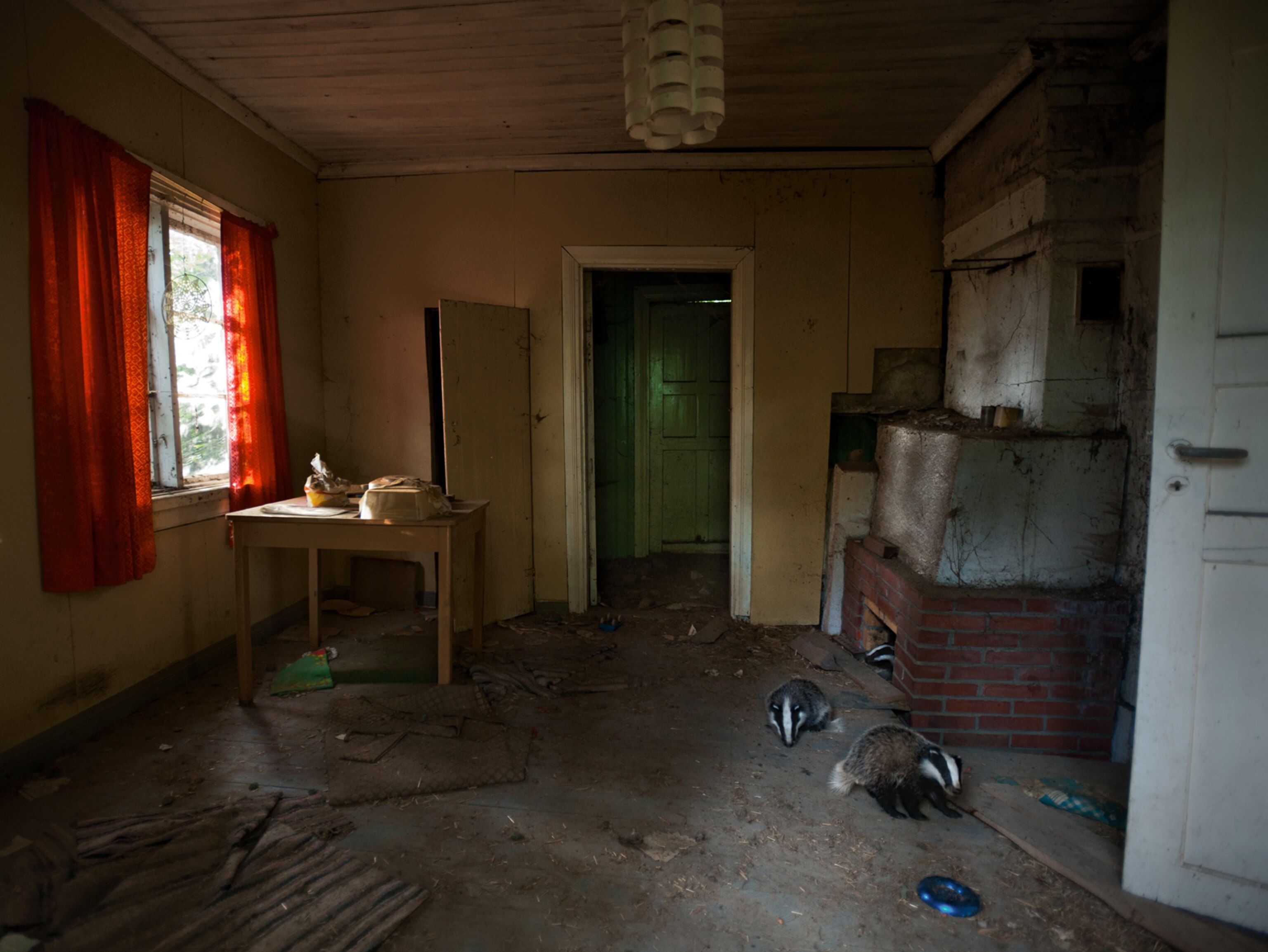 a family of badgers in an abandoned kitchen