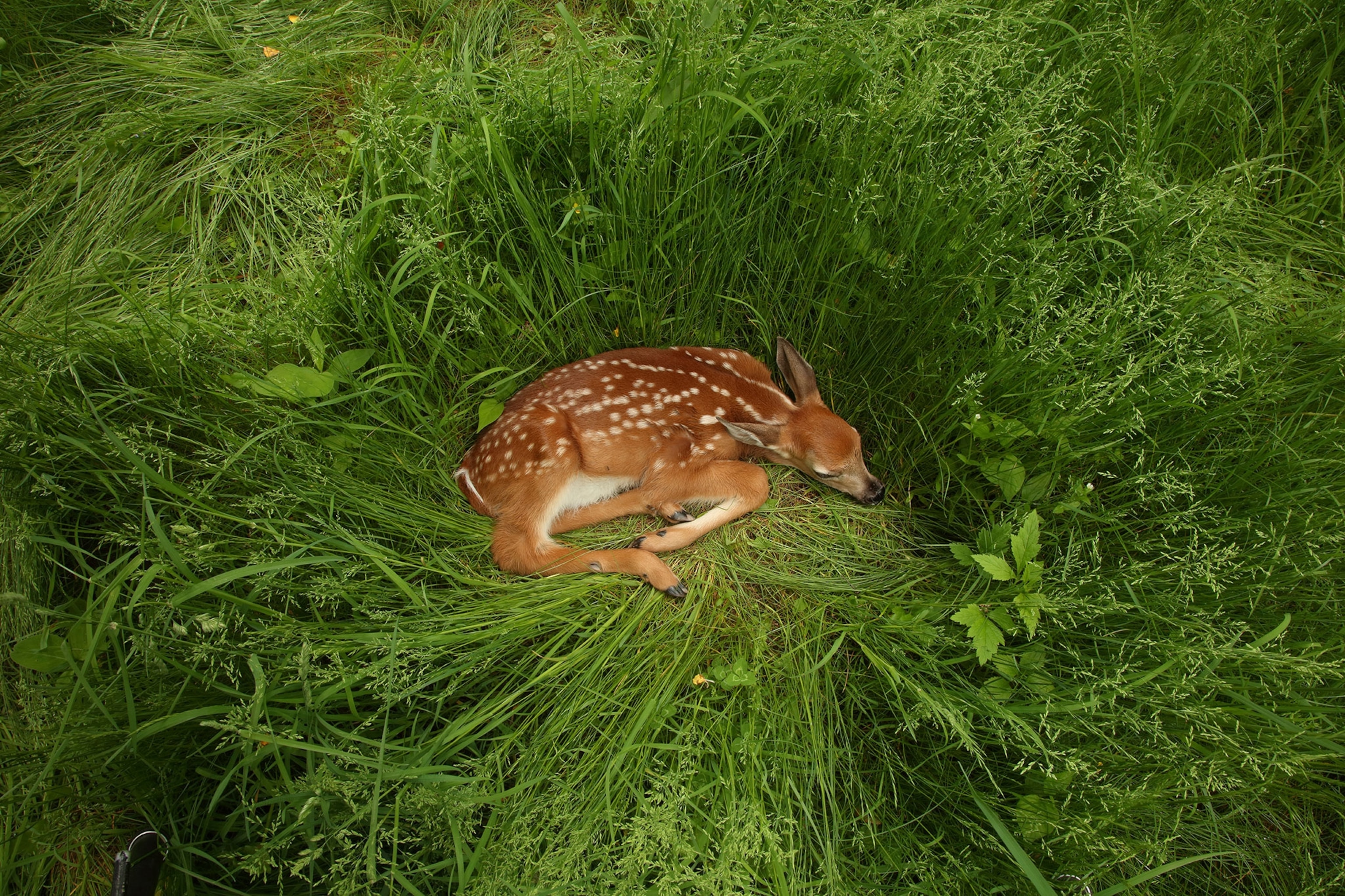 A deer sleeps in tall drass