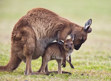 South Australia's Adventures of a Lifetime: Get Away to Kangaroo Island ...