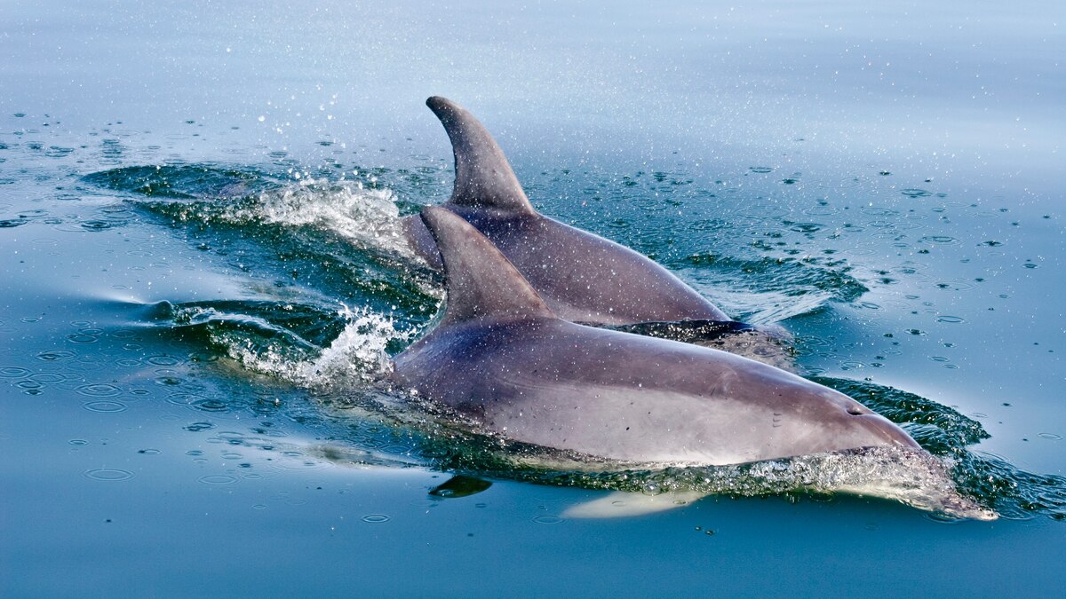 What's Killing Bottlenose Dolphins? Experts Discover Cause