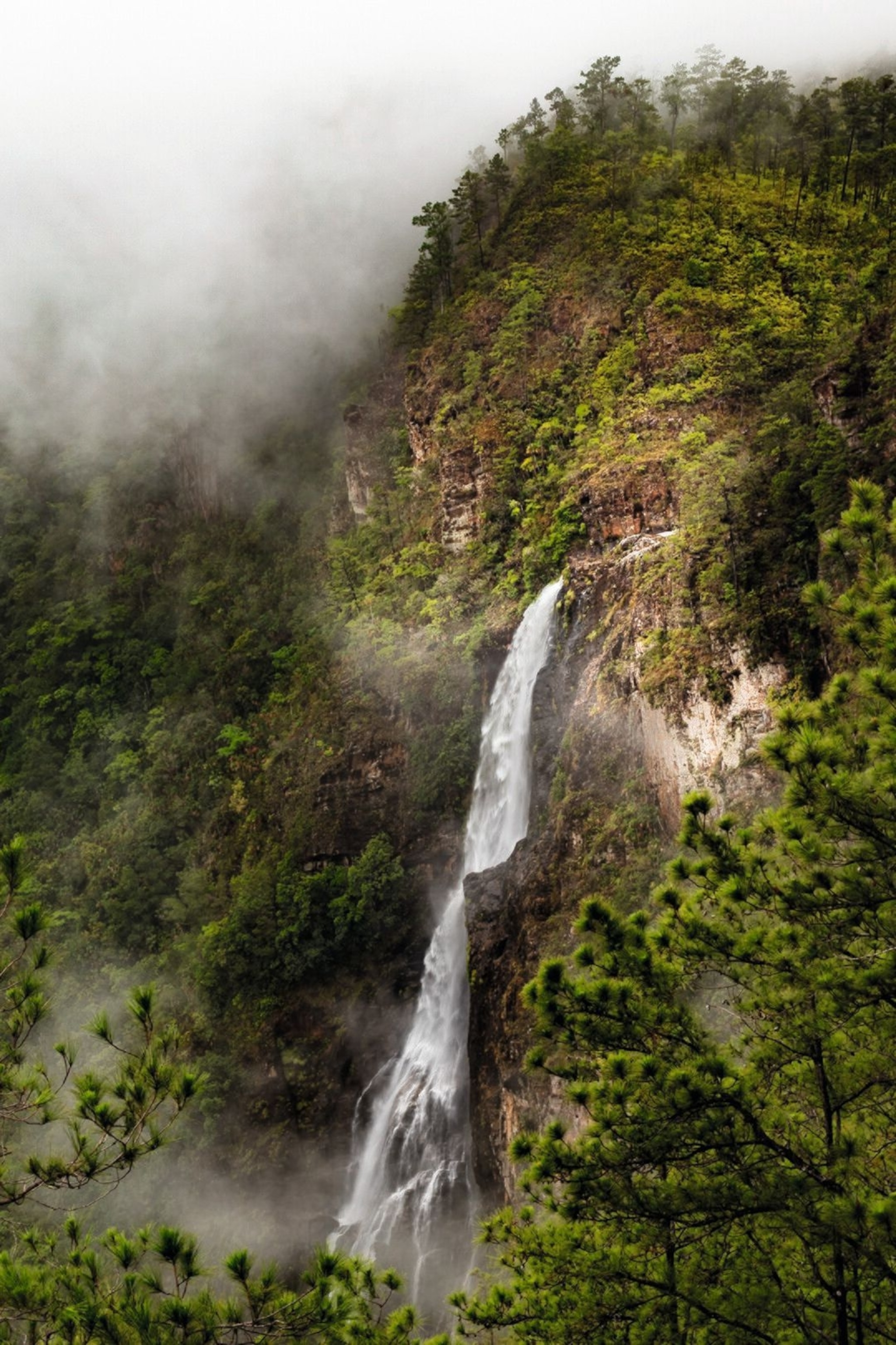 Thousand Foot Falls, Mountain Pine Ridge Reserve.