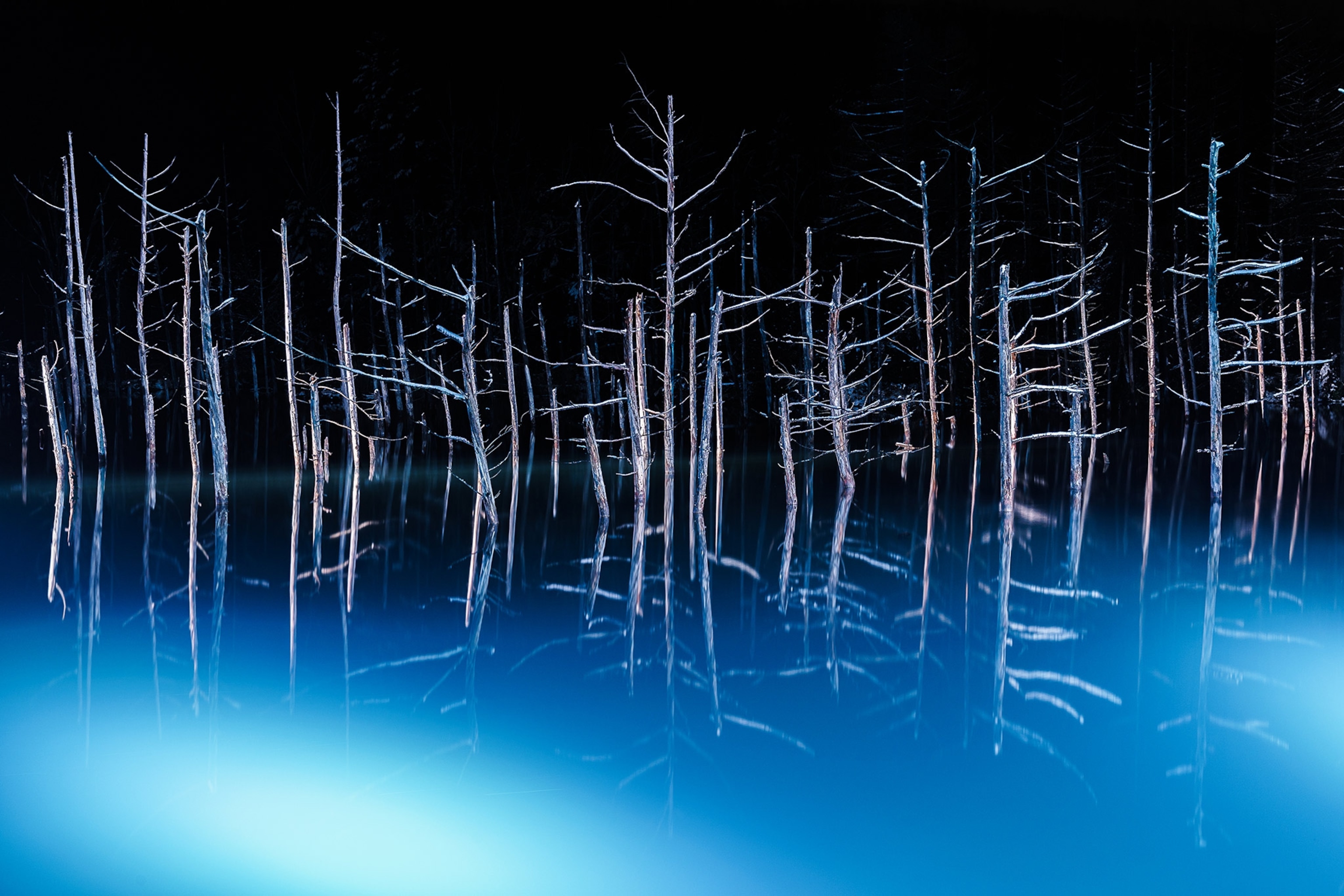 trees reflecting in the blue pond at night, Japan
