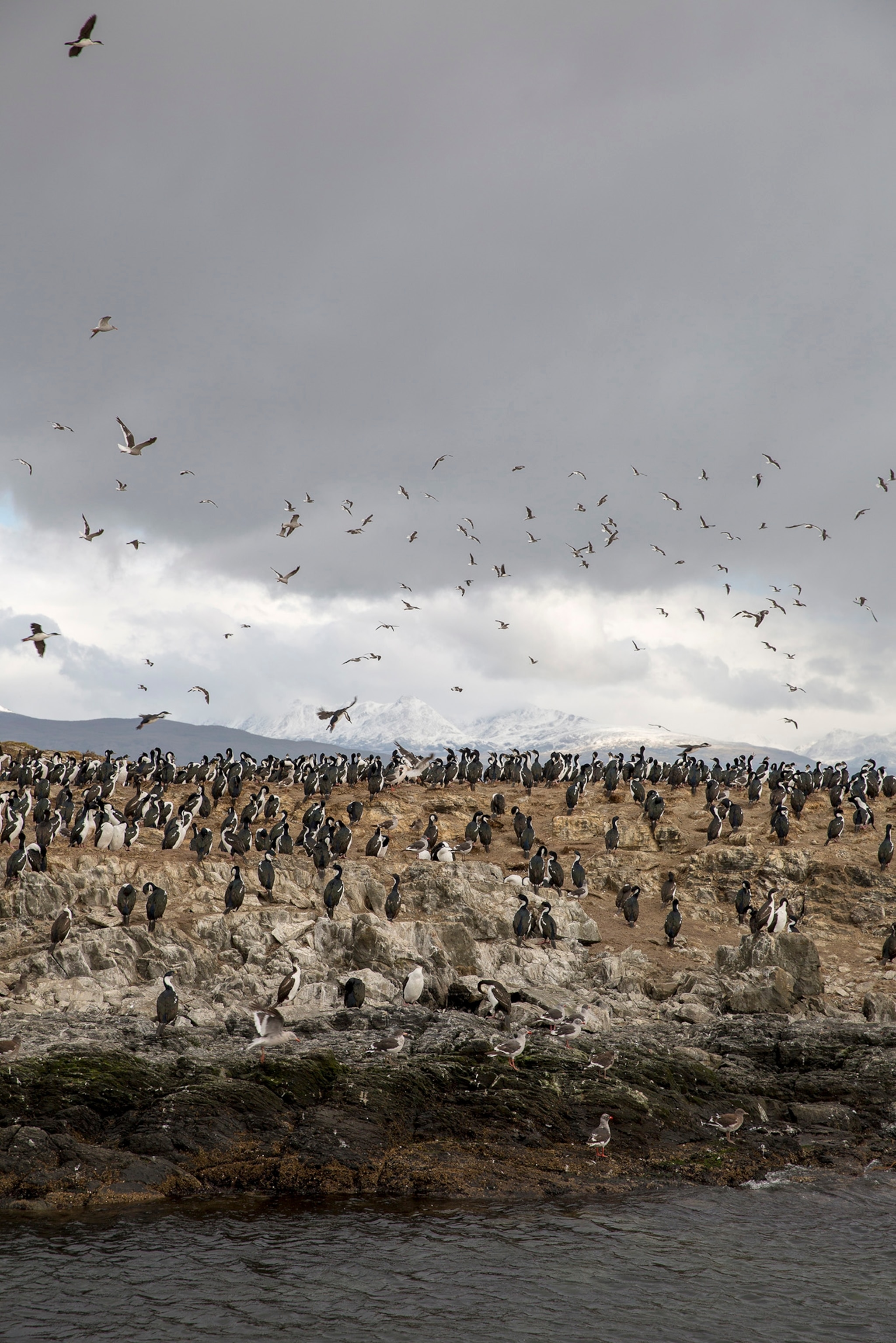 ARGENTINA / Tierra del Fuego / Ushuaia / bird colony on a rock.