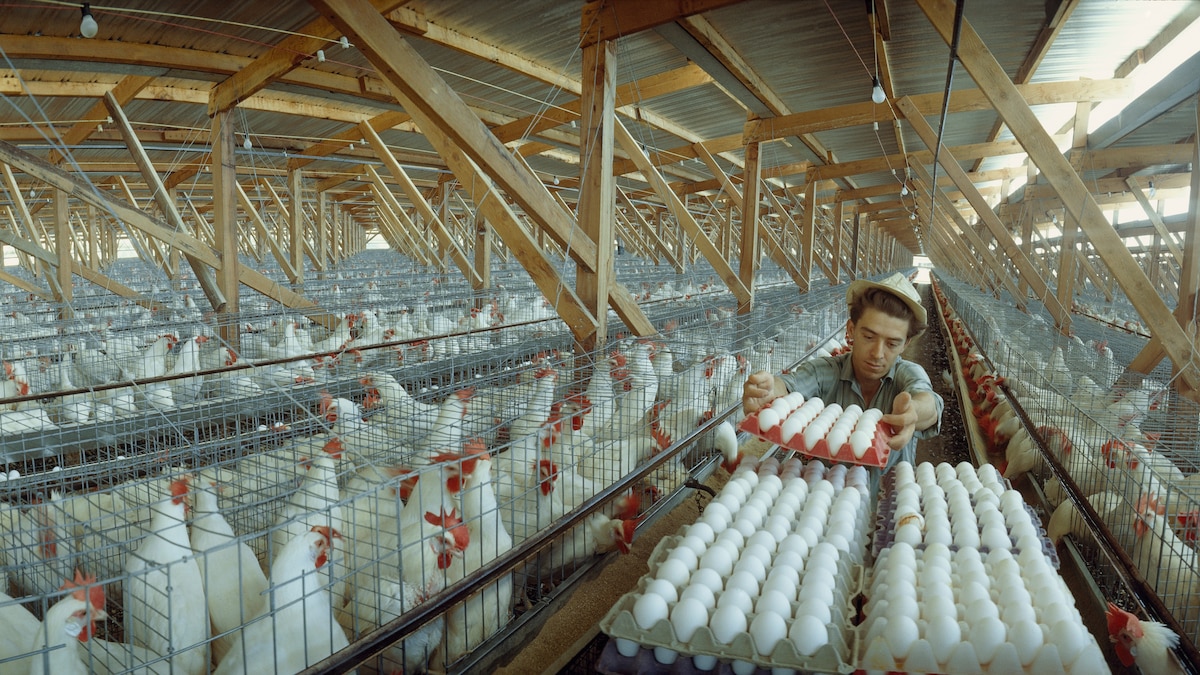 Walmart Chooses Words Carefully on Animal Welfare