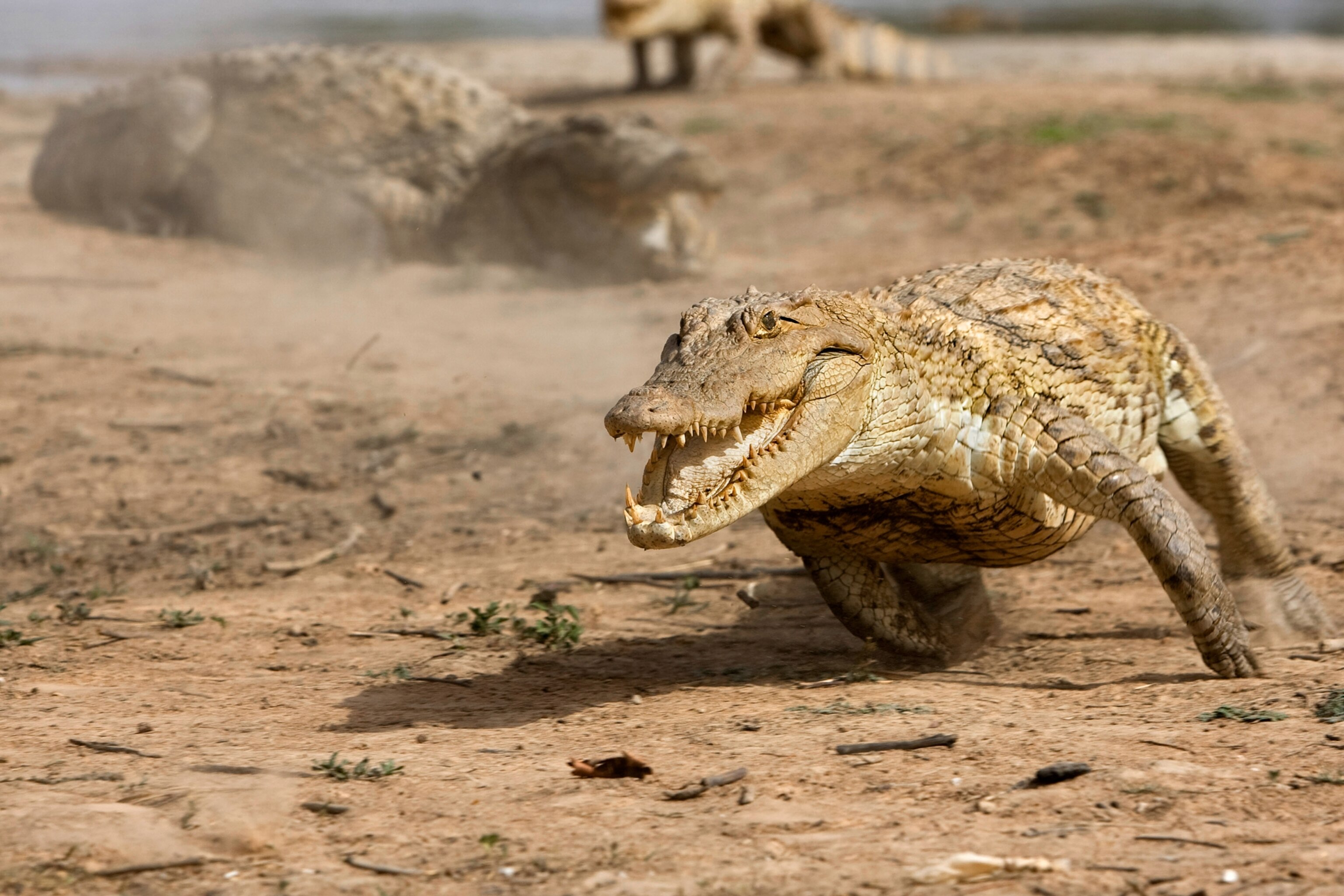 Less Crocdile When Crocs Ruled