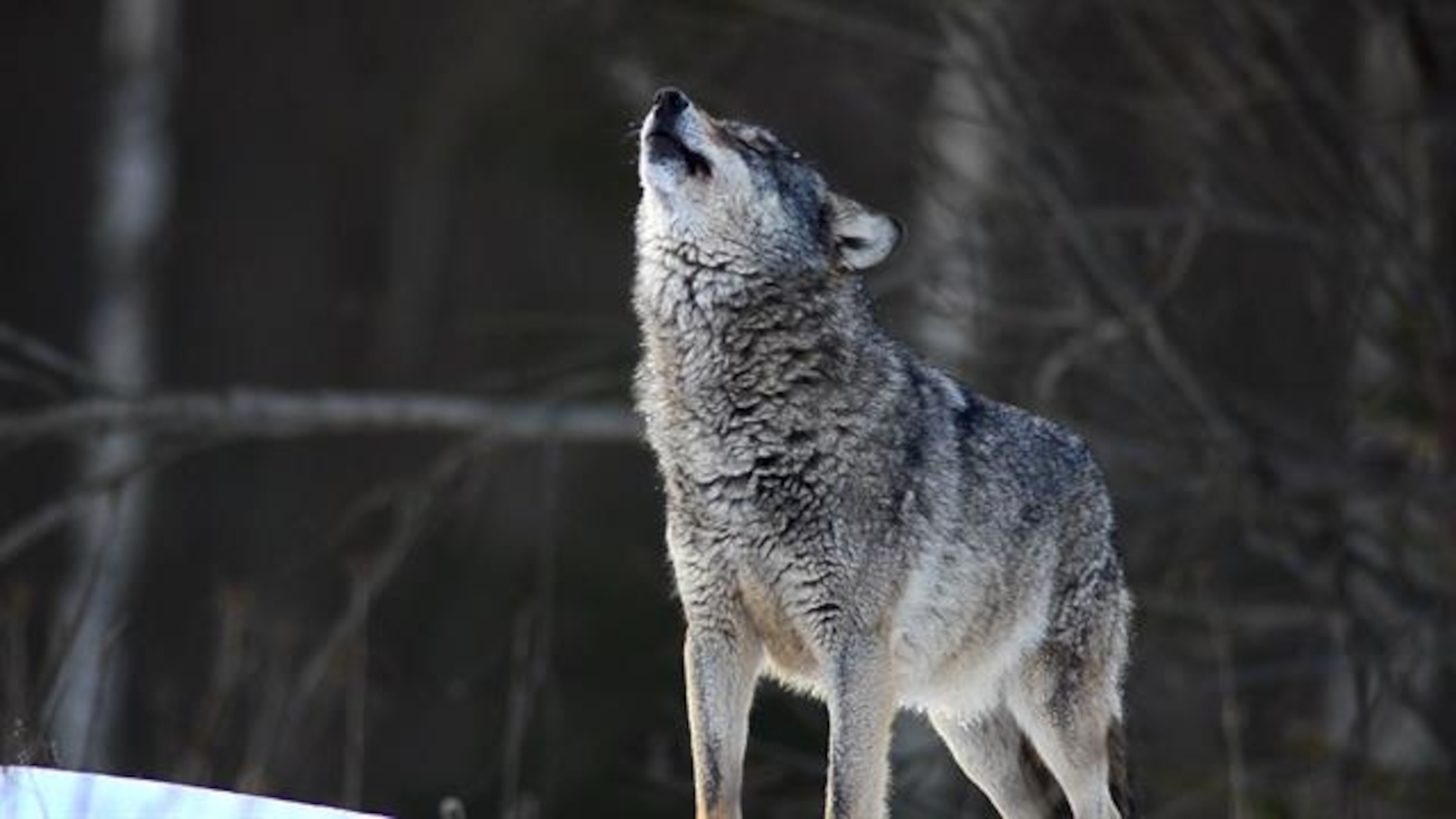 Worlds Largest Wolf Ever Recorded