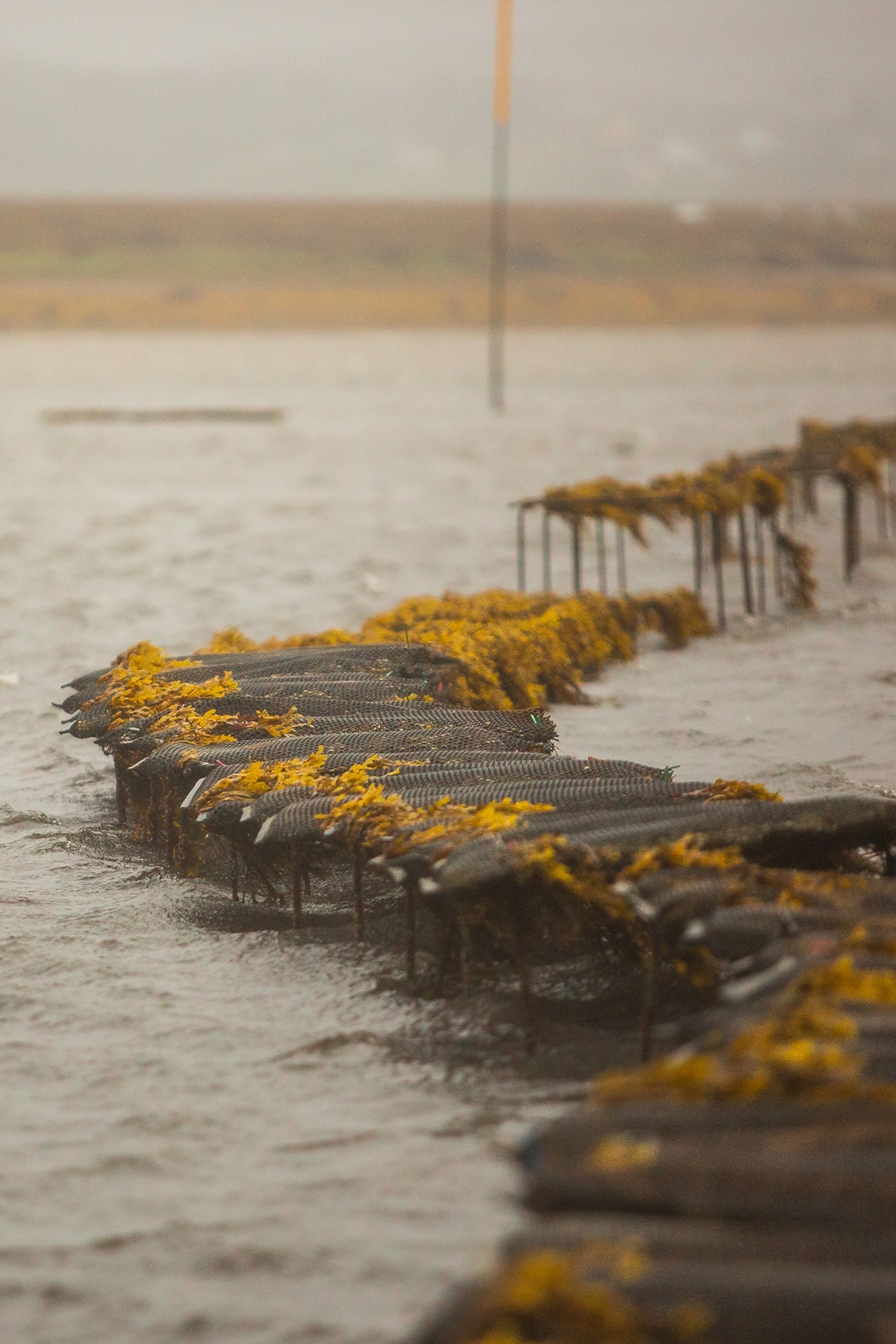 A windy coast line with oyster farming cages overgrown with sea weed.