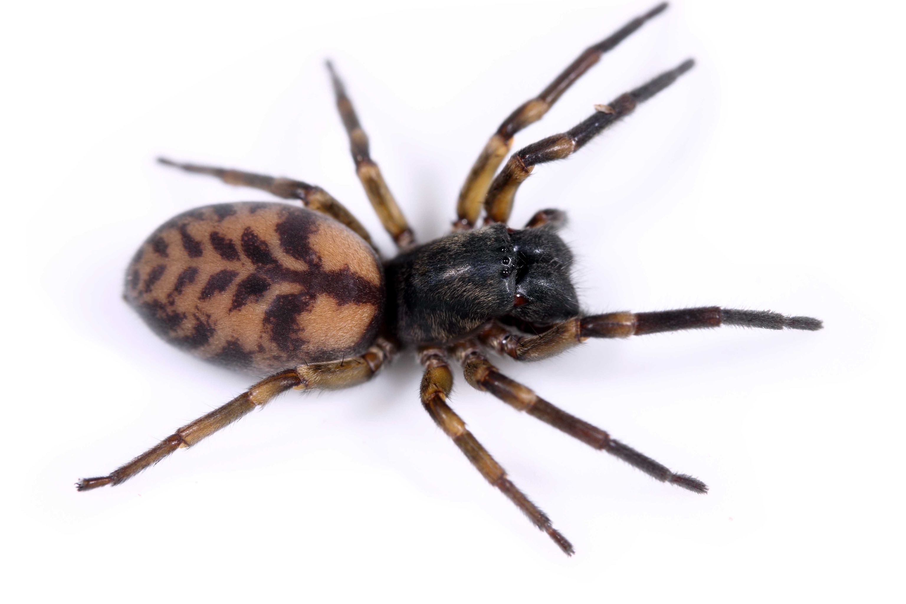 Amaurobioides maritima spider