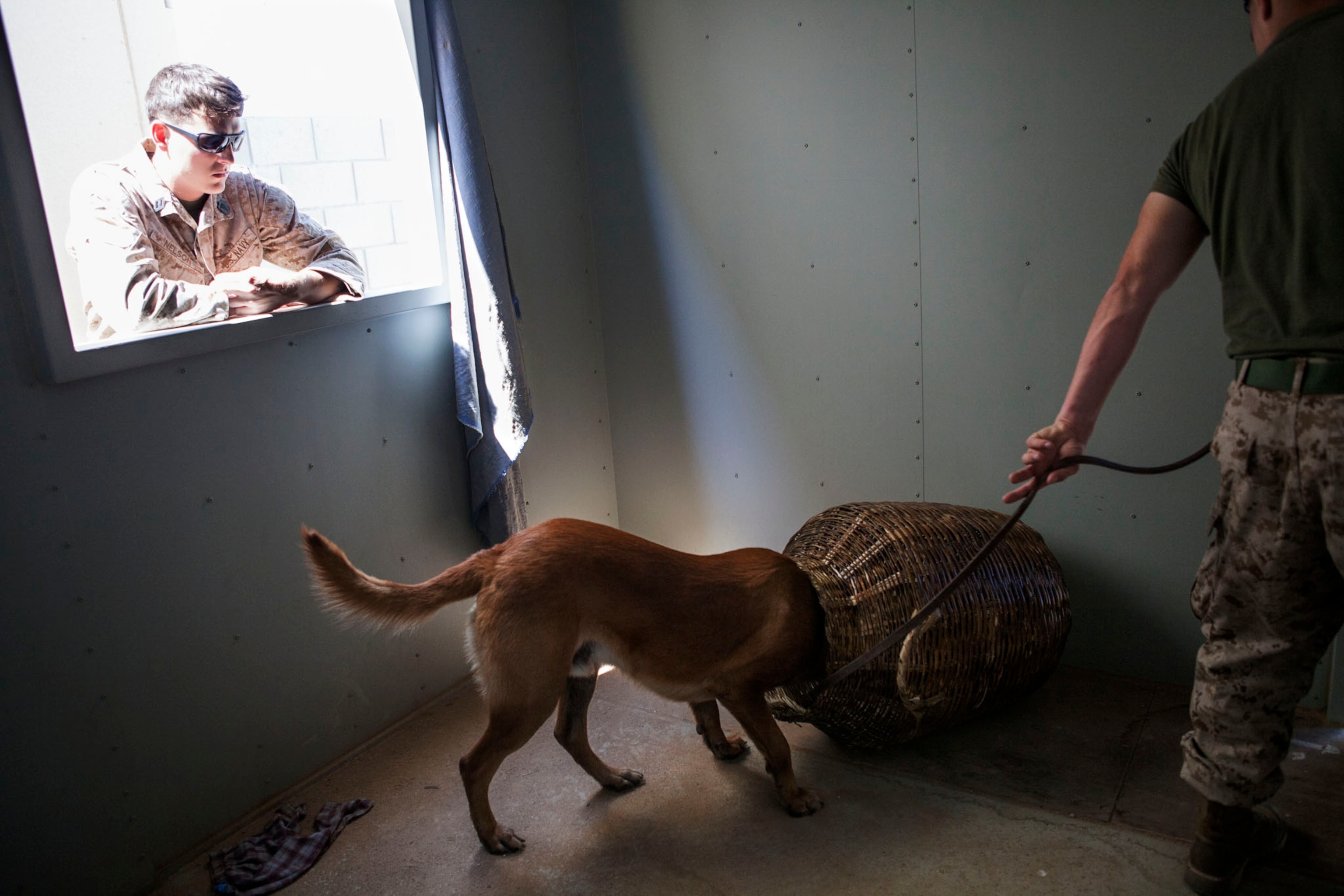 a soldier and his military working dog search for drugs during training.