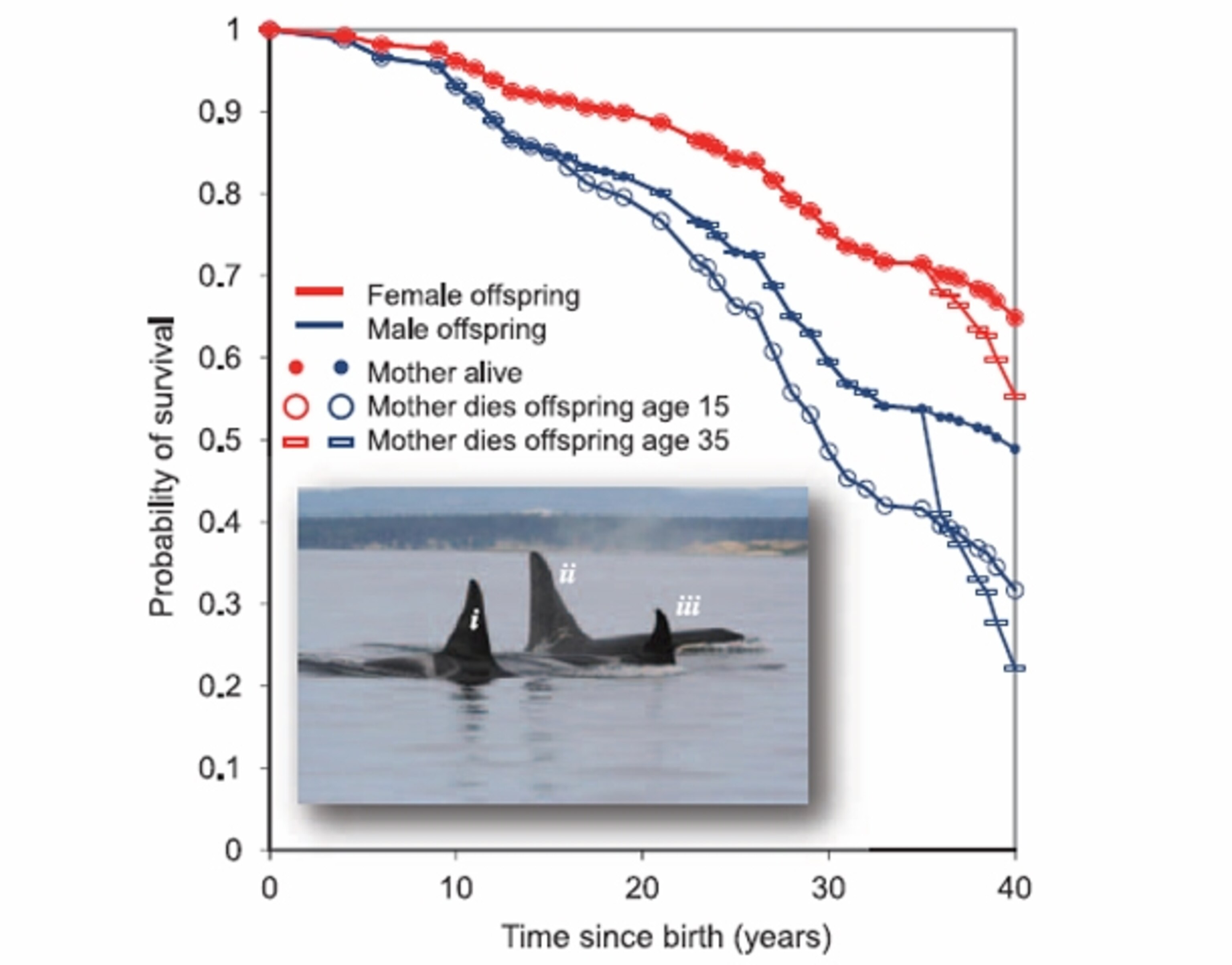 Why do killer whales go through menopause national geographic