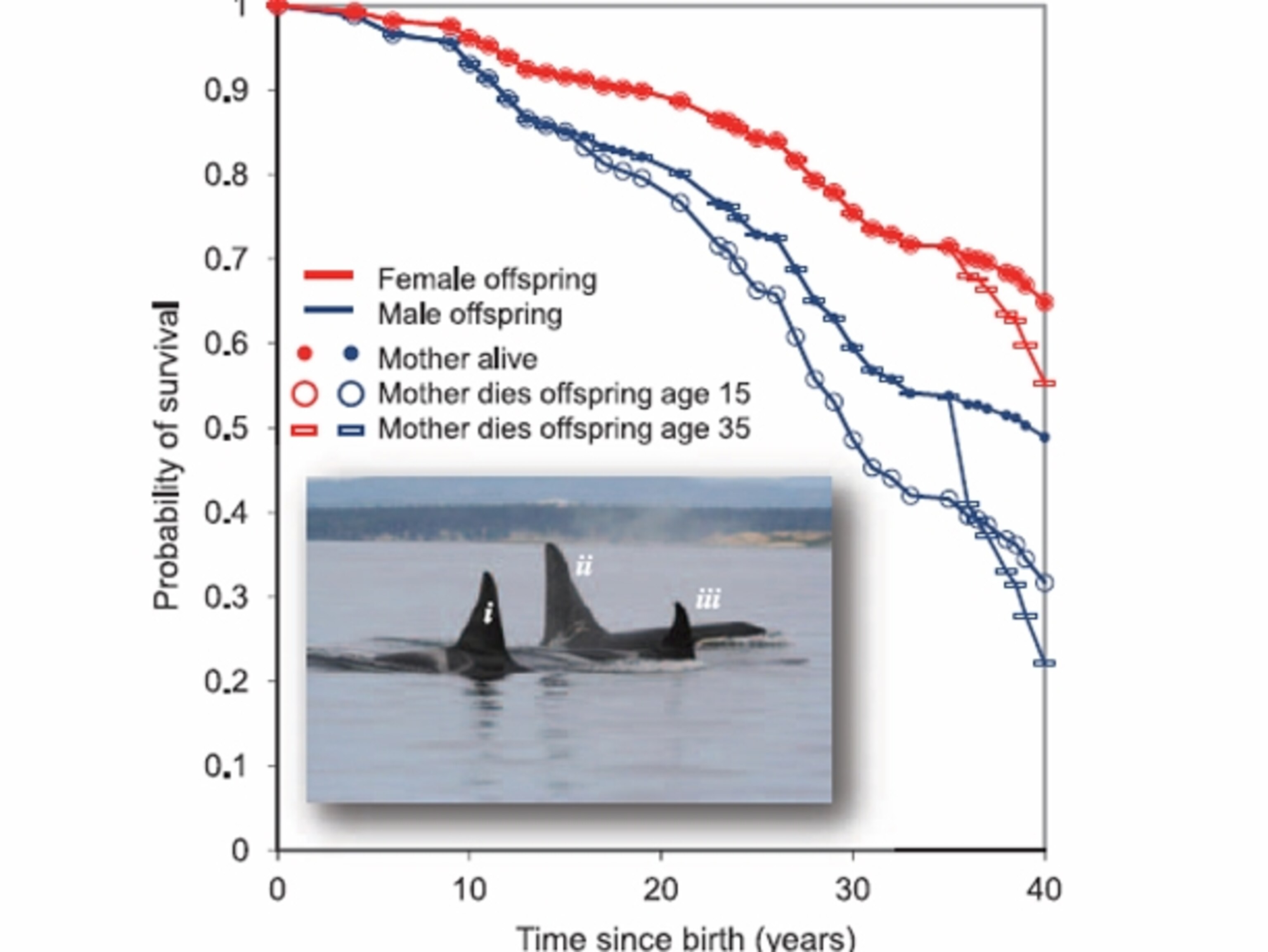 Why do killer whales go through menopause?