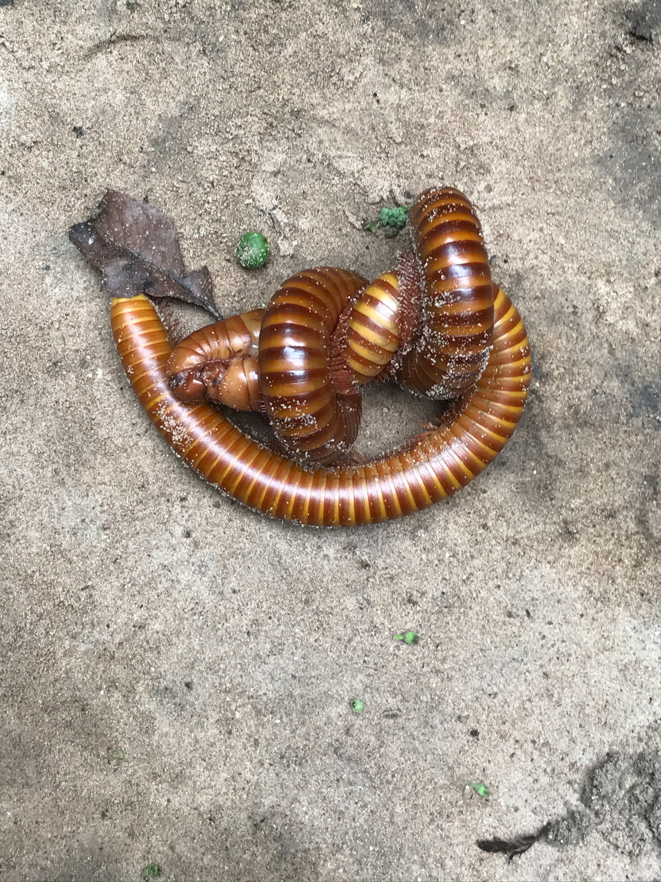 a millipede