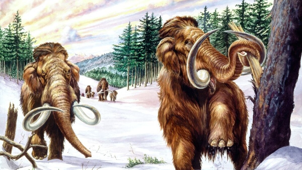 Mammoth Belch Deficit Caused Prehistoric Cooling 