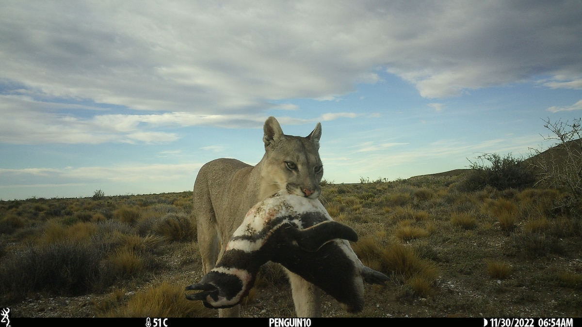 pumas-came-back-to-patagonia-and-met-penguins-what-happened-next