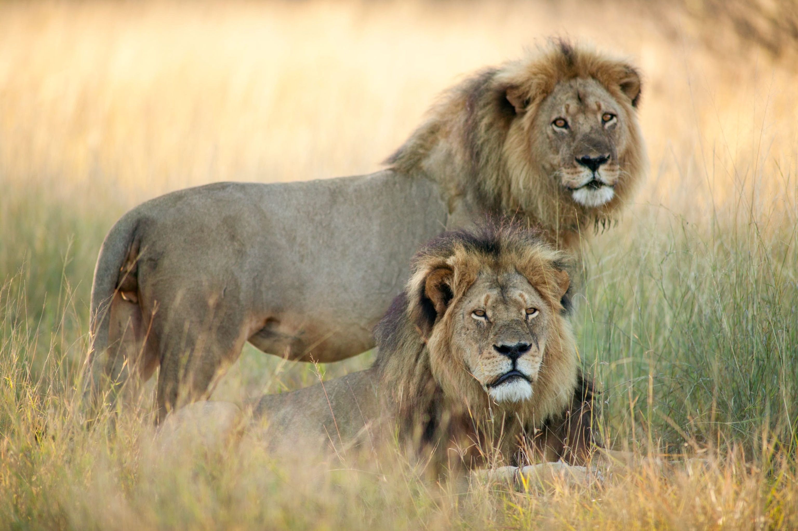 Jericho (top), Cecil the Lion's brother