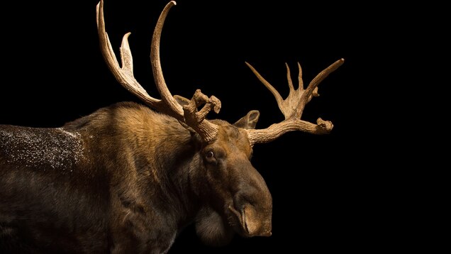 Moose National Geographic