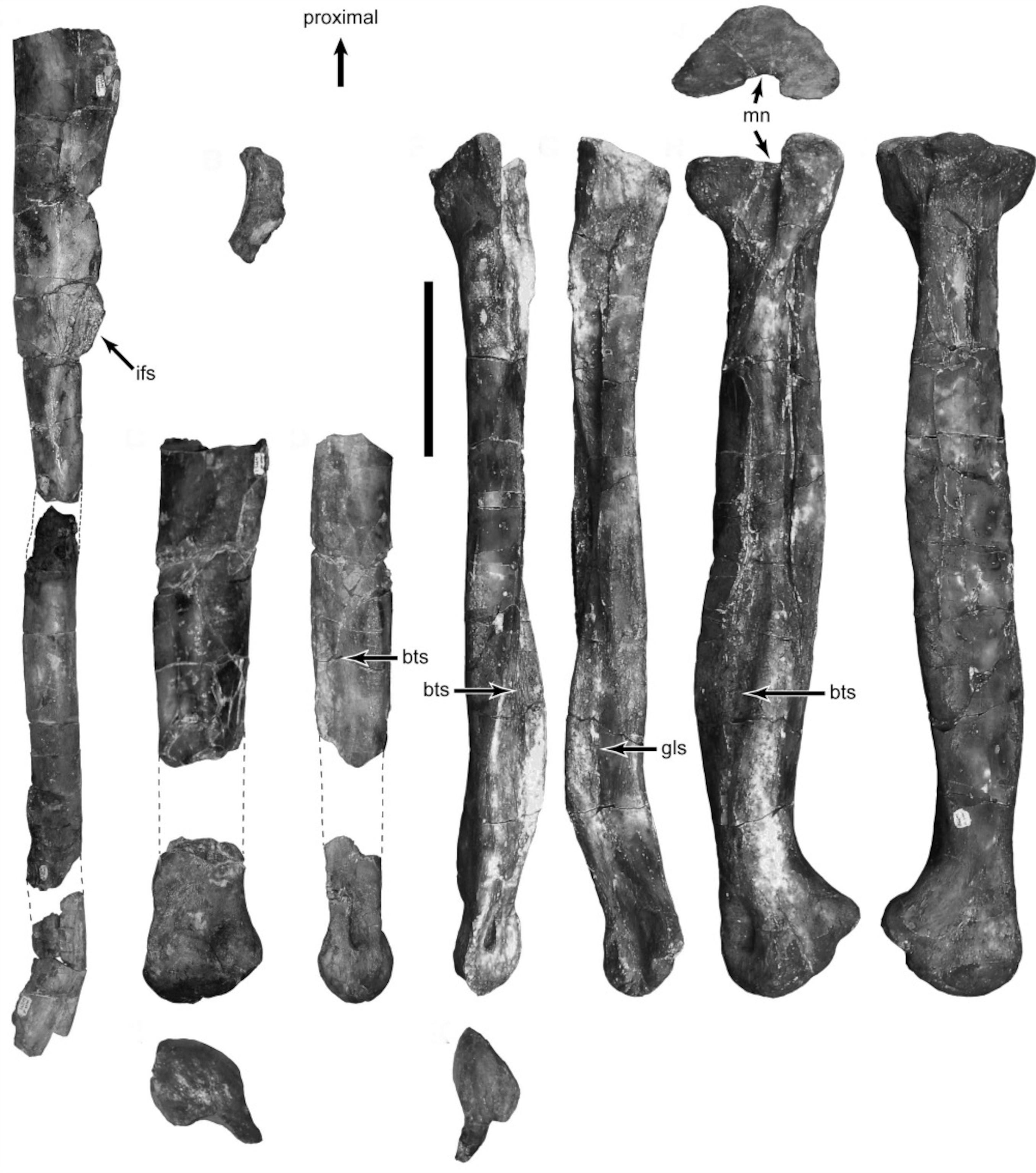 The Book Cliffs tyrannosaur: A) fibula, B) metatarsal V, C-E) metatarsal II,  F-K) metatarsal IV. Image courtesy Randall Irmis.