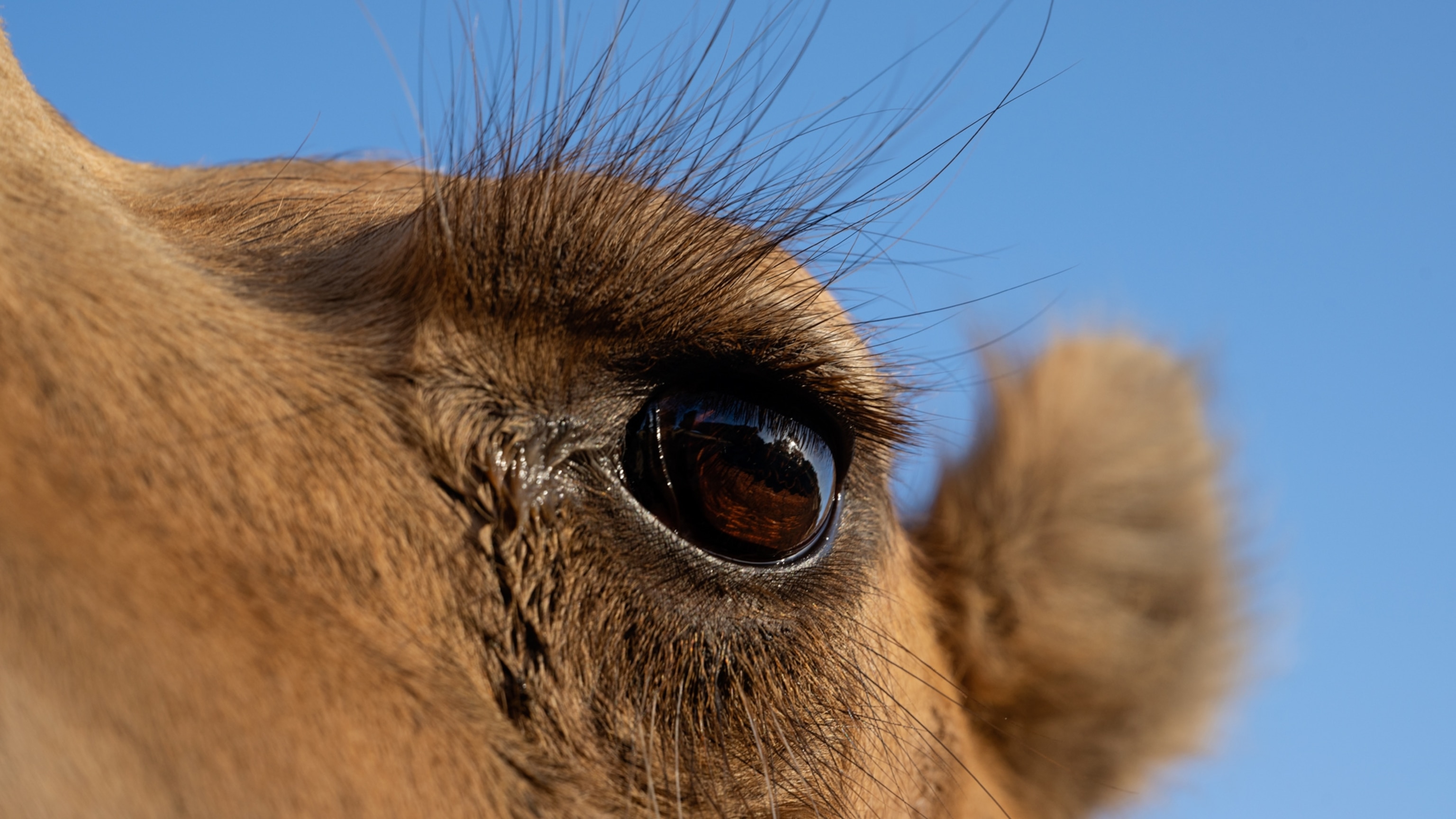 Australia has an absurdly huge feral camel problem