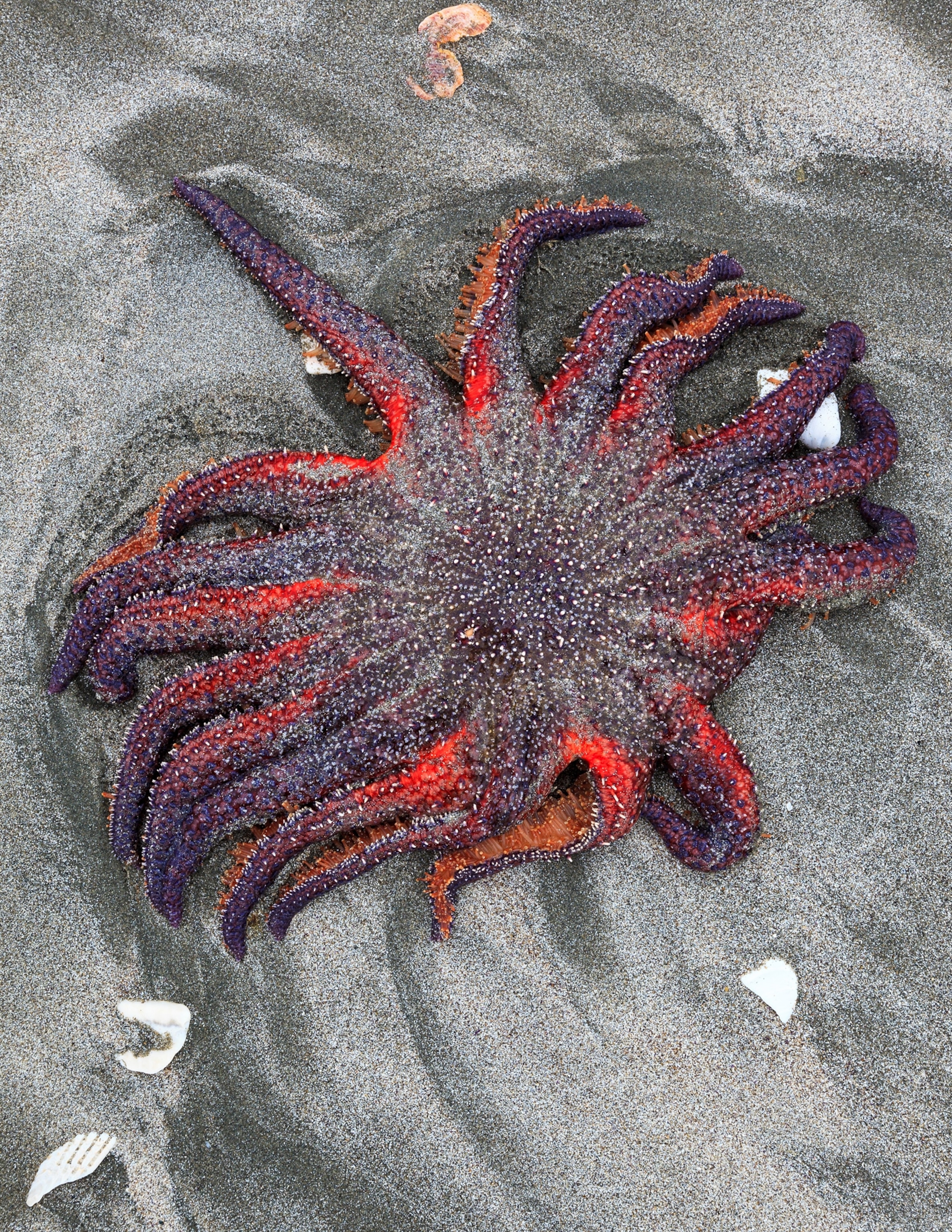 a Bat Star fish surrounded by Purple Sea Urchins.