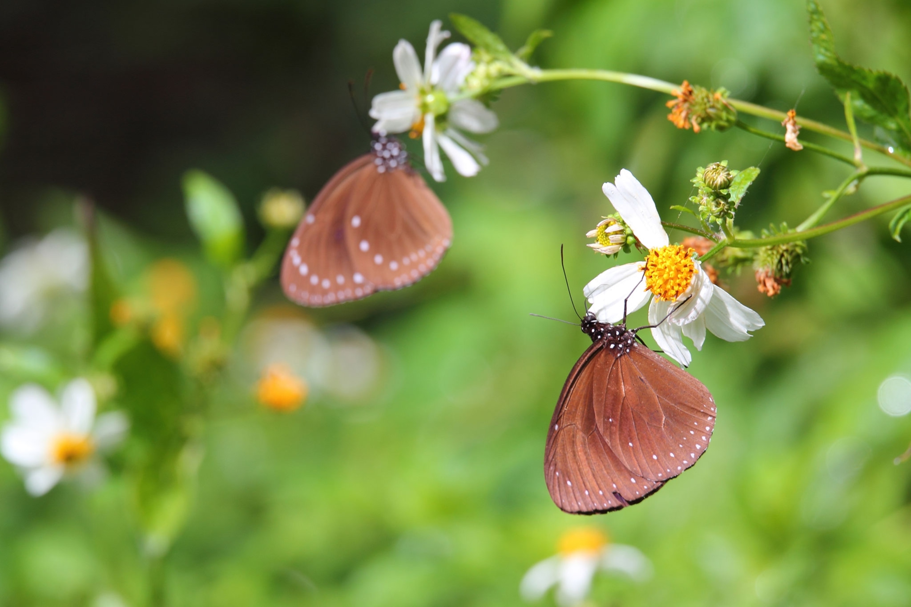 A butterfly on a flower.